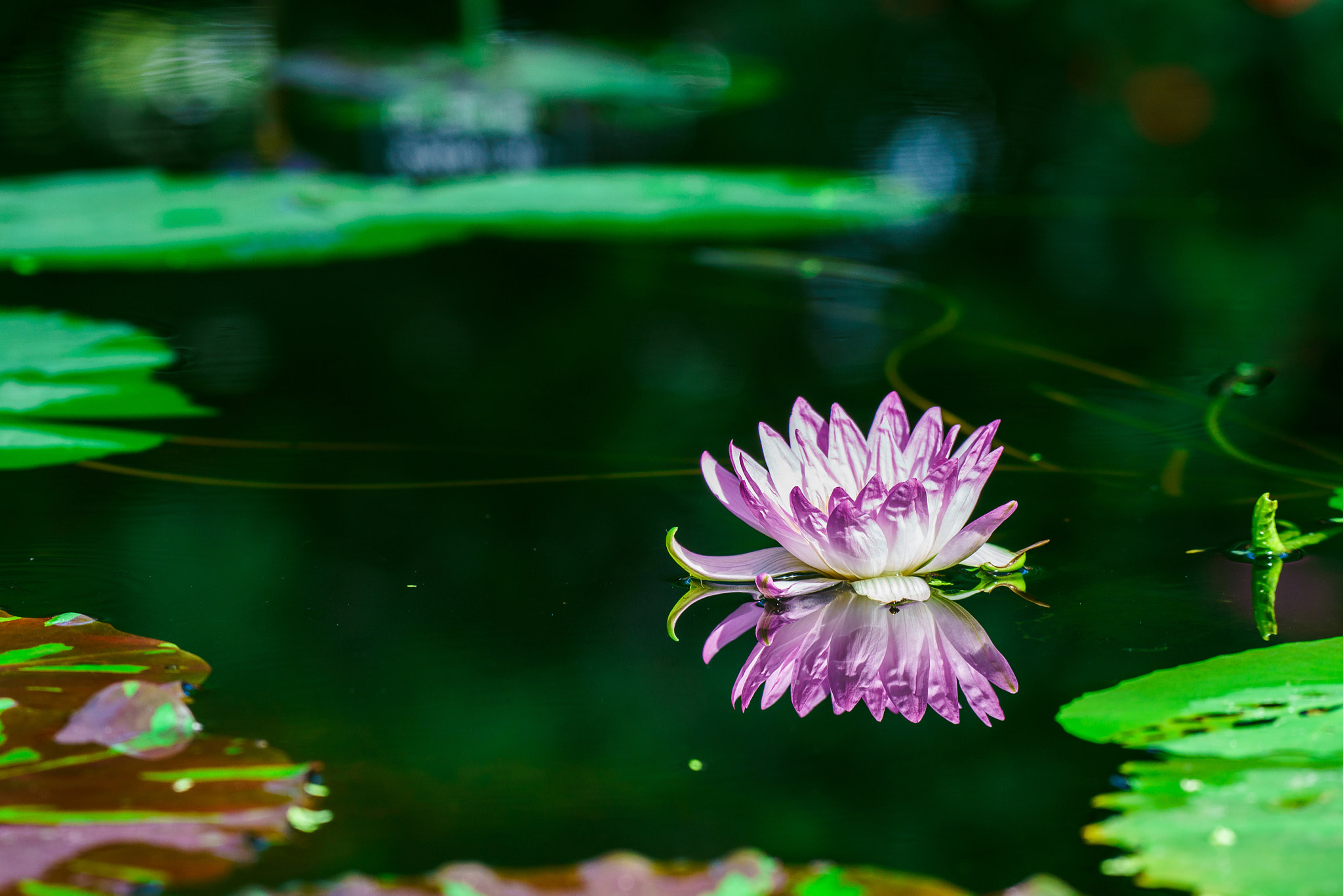 Sony a7R II + Sony FE 70-200mm F4 G OSS sample photo. Water lily photography
