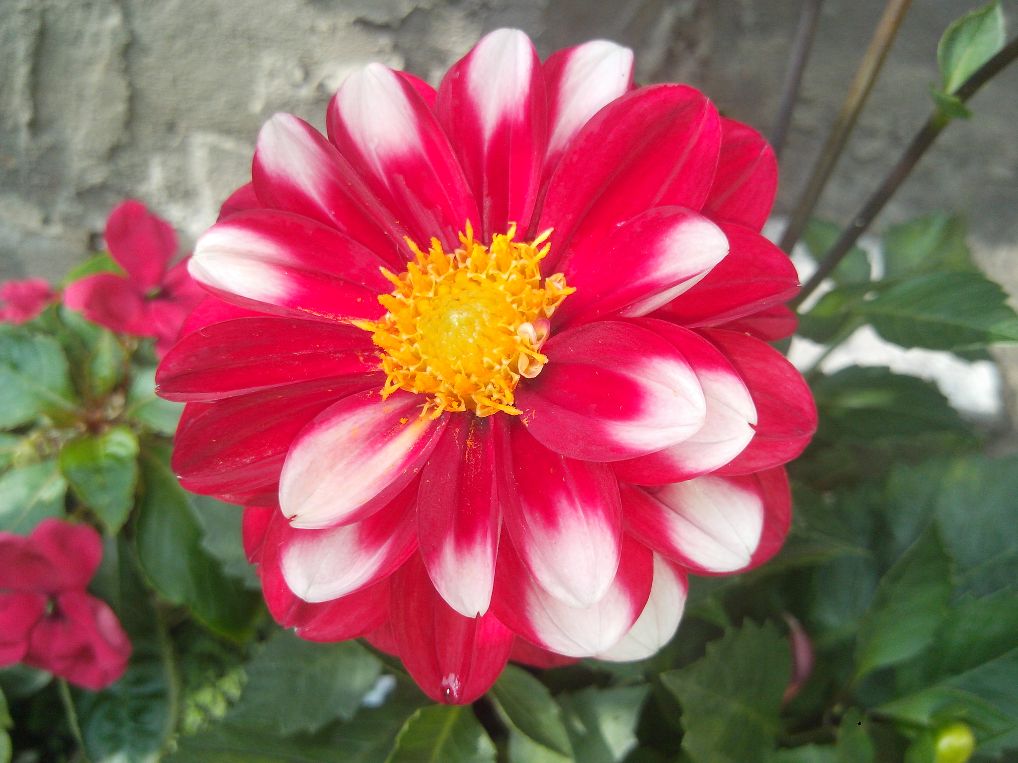 Motorola RAZR D3 sample photo. Rojo intenso photography