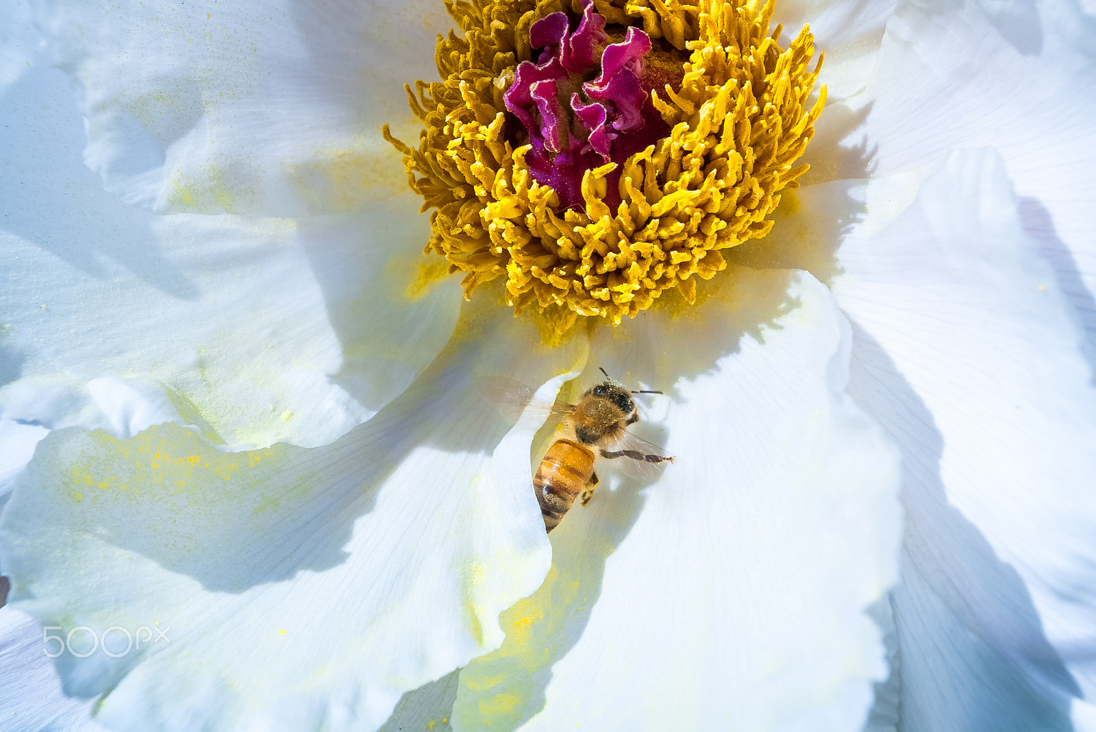 Pentax K100D sample photo. Flower and a bee photography