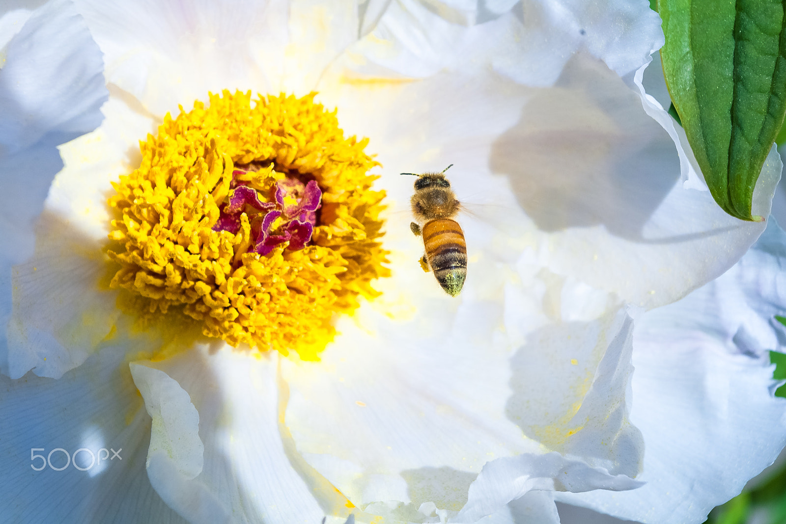 Pentax K100D sample photo. Flower and a bee photography