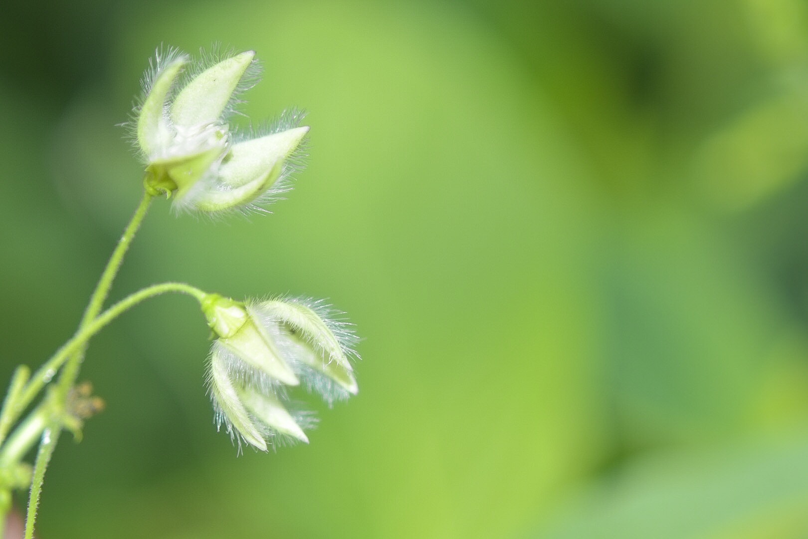 Nikon AF Nikkor 70-300mm F4-5.6G sample photo