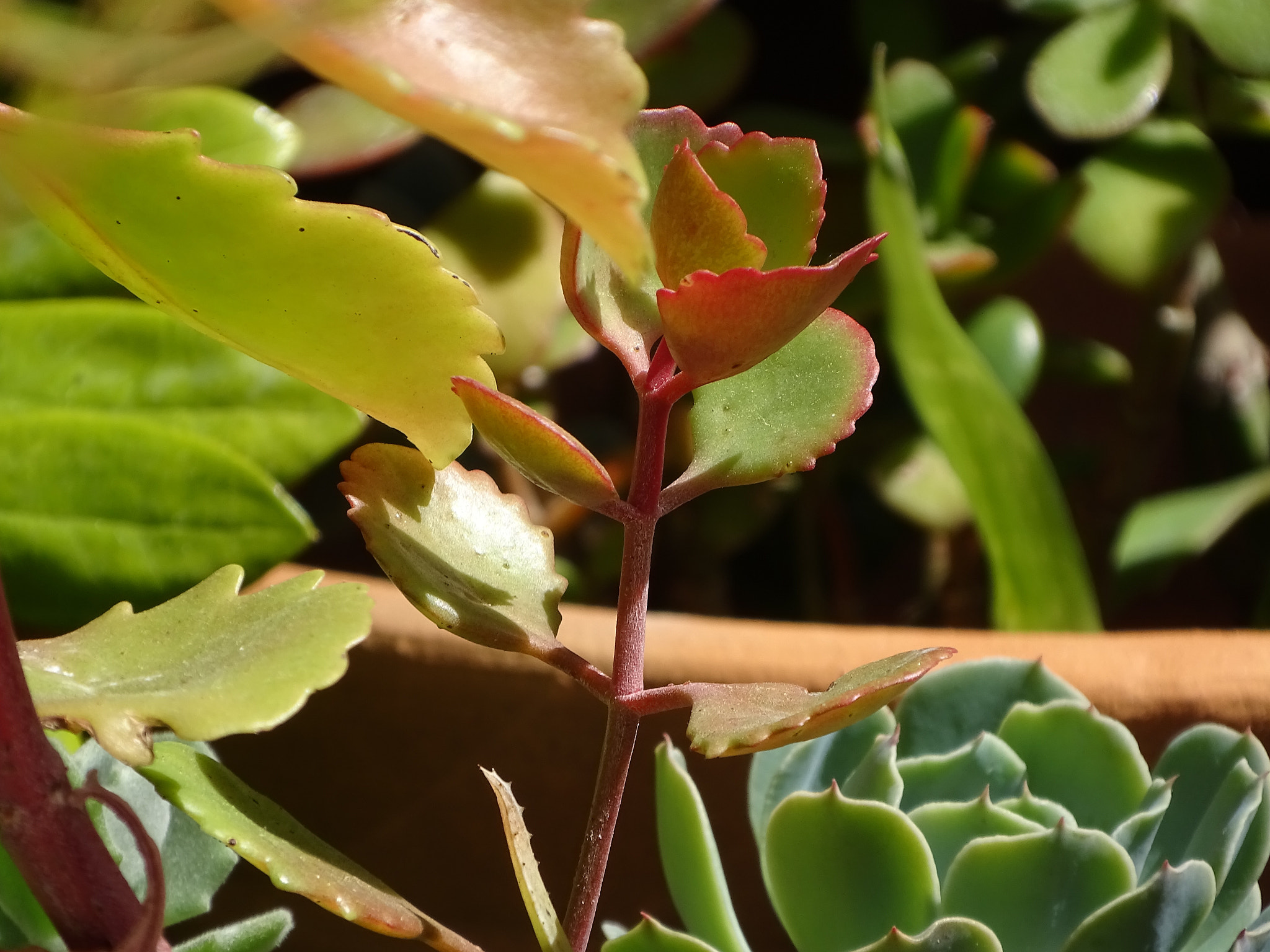 Sony Cyber-shot DSC-HX400V sample photo. Succulent garden photography