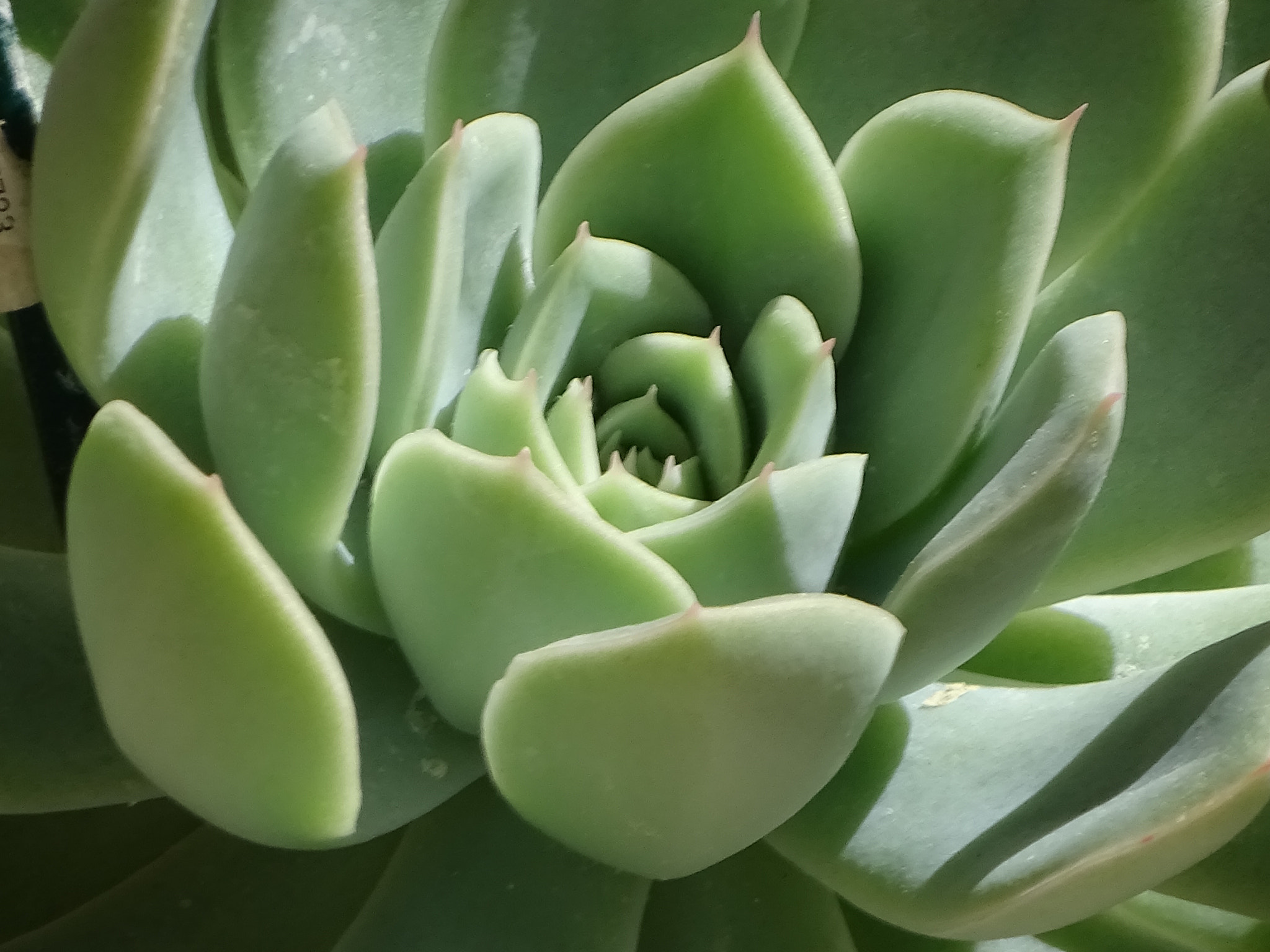 Sony 24-210mm F2.8-6.3 sample photo. Succulent plant photography