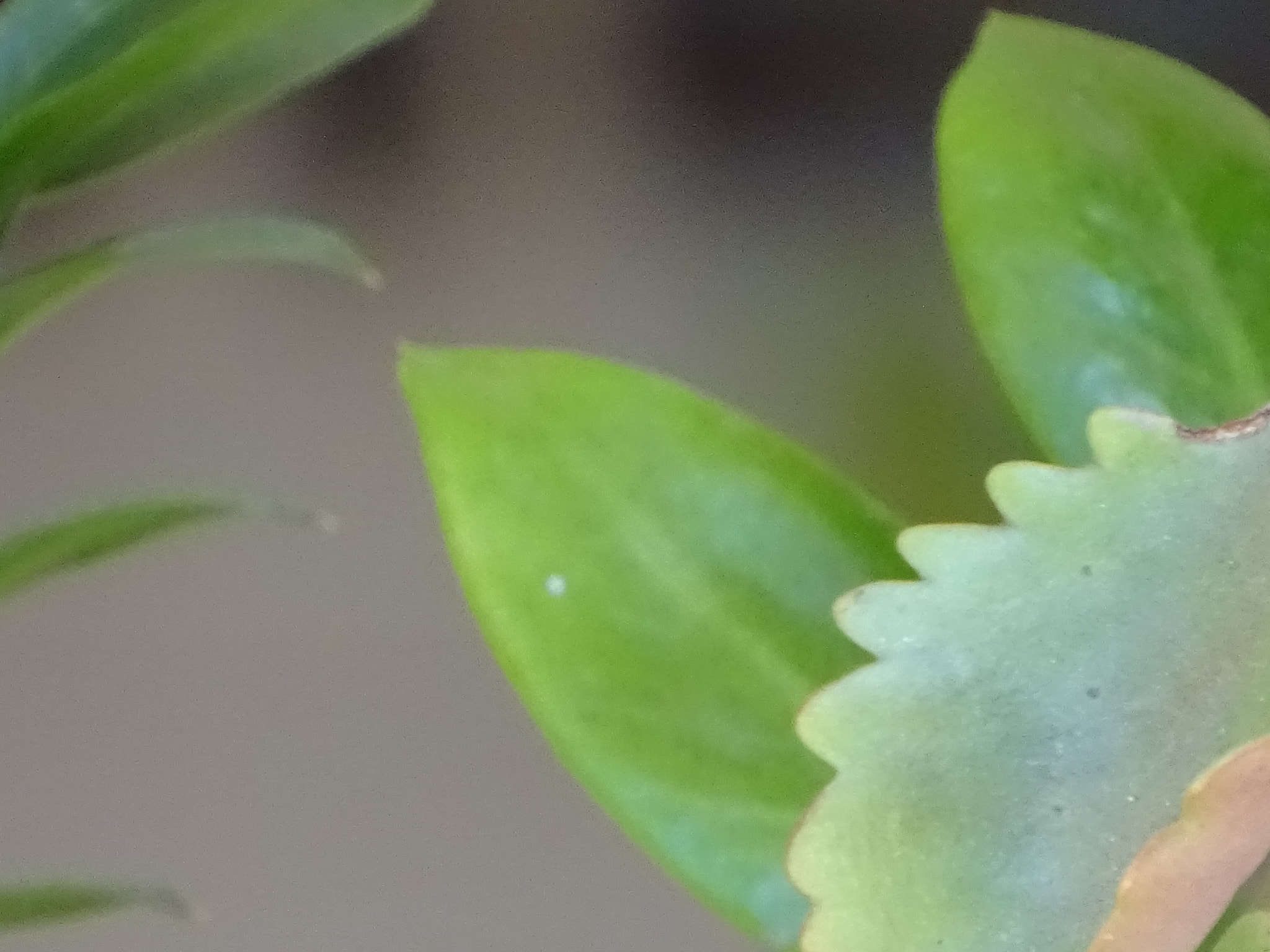 Sony 24-210mm F2.8-6.3 sample photo. Succulent leaves photography