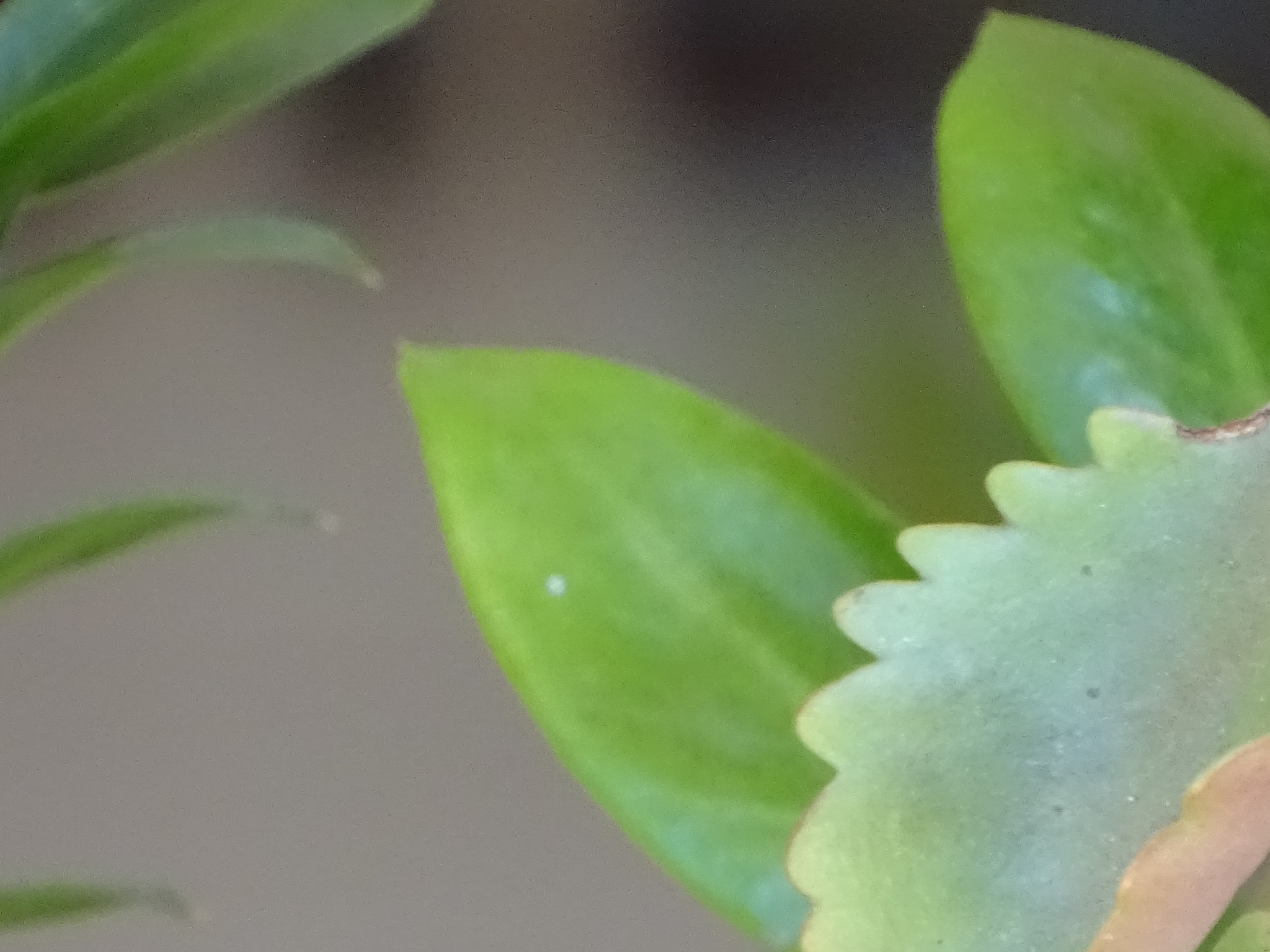 Sony Cyber-shot DSC-HX400V sample photo. Succulent leaves photography