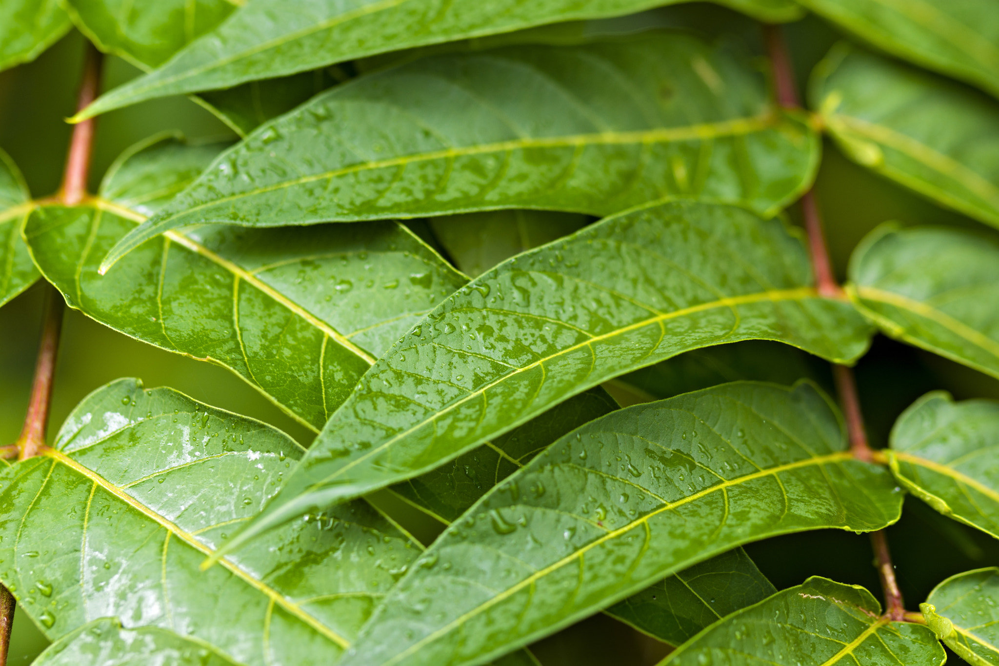 Nikon D7200 sample photo. Crisscross leaves photography
