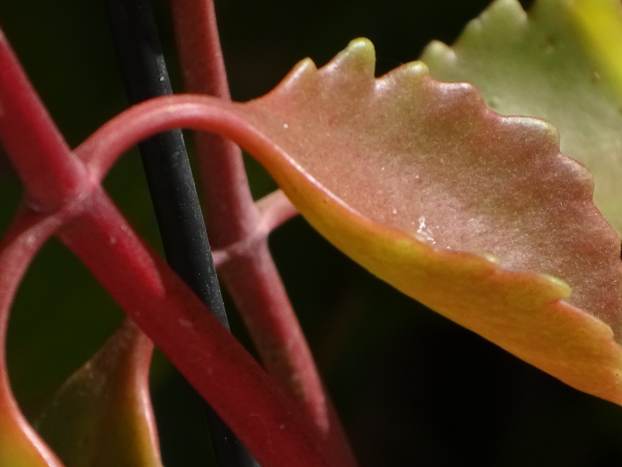 Sony 24-210mm F2.8-6.3 sample photo. Succulent leaves photography