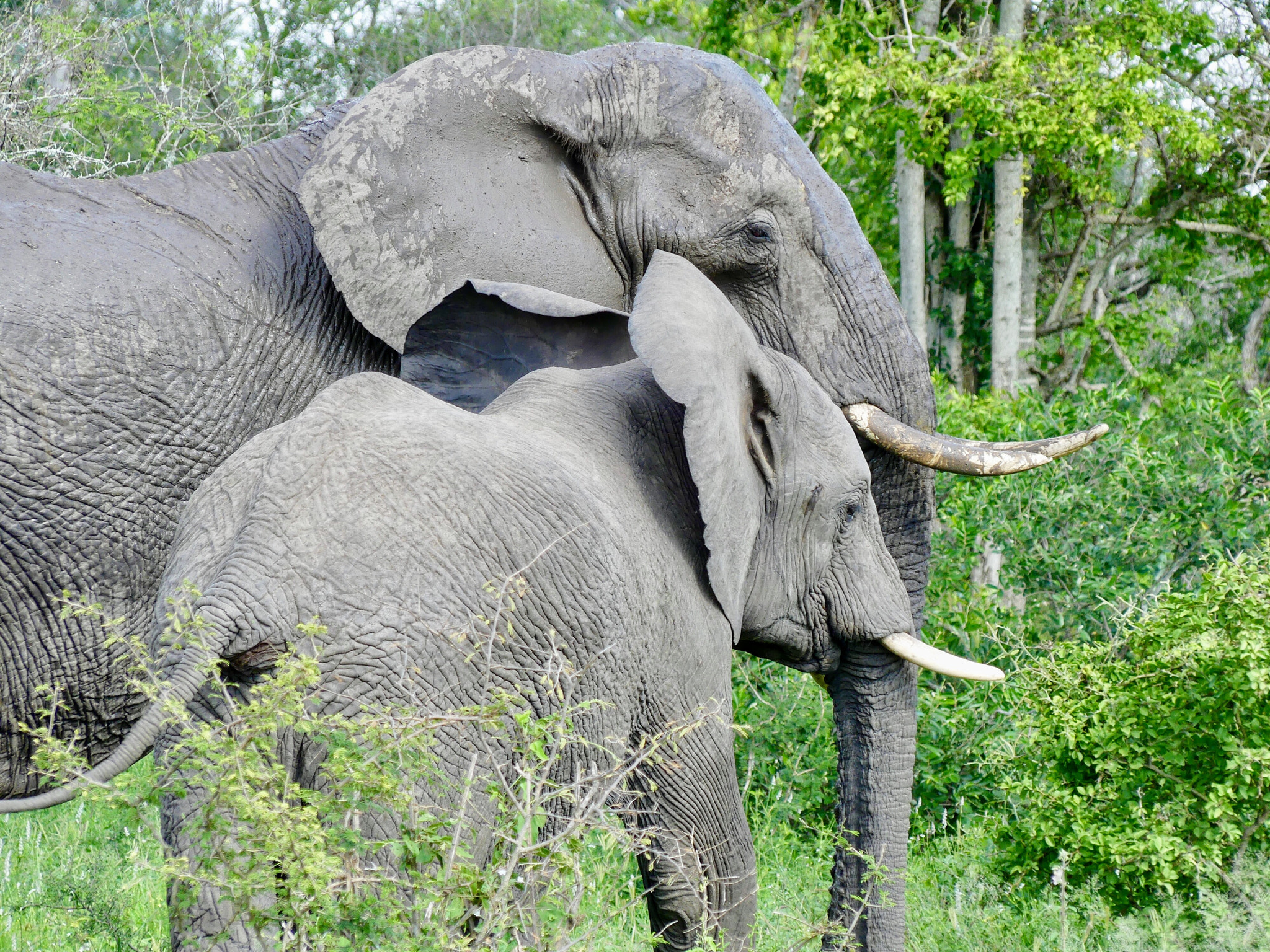 Panasonic DMC-FZ330 sample photo. The only acceptable way to shoot elephants photography