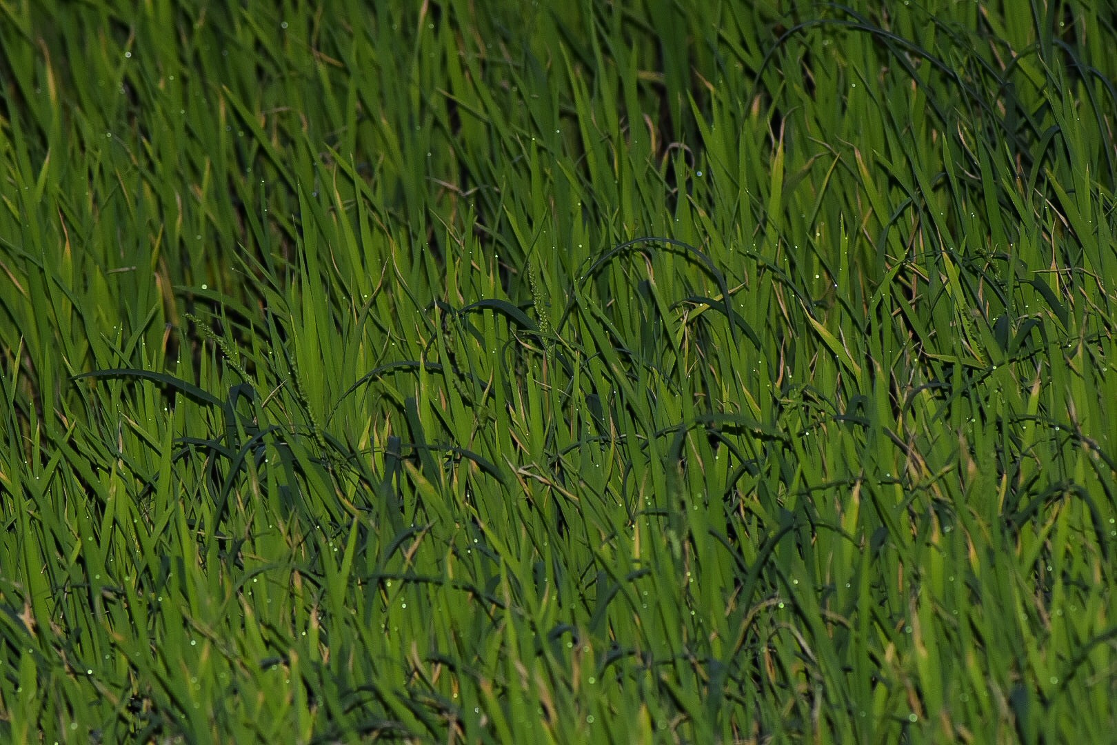Nikon AF Nikkor 70-300mm F4-5.6G sample photo