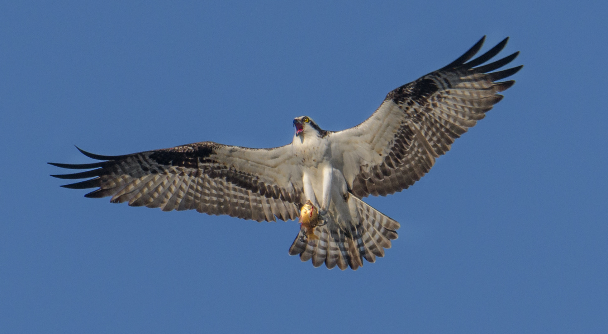 Nikon D500 + Sigma 50mm F2.8 EX DG Macro sample photo. Osprey photography