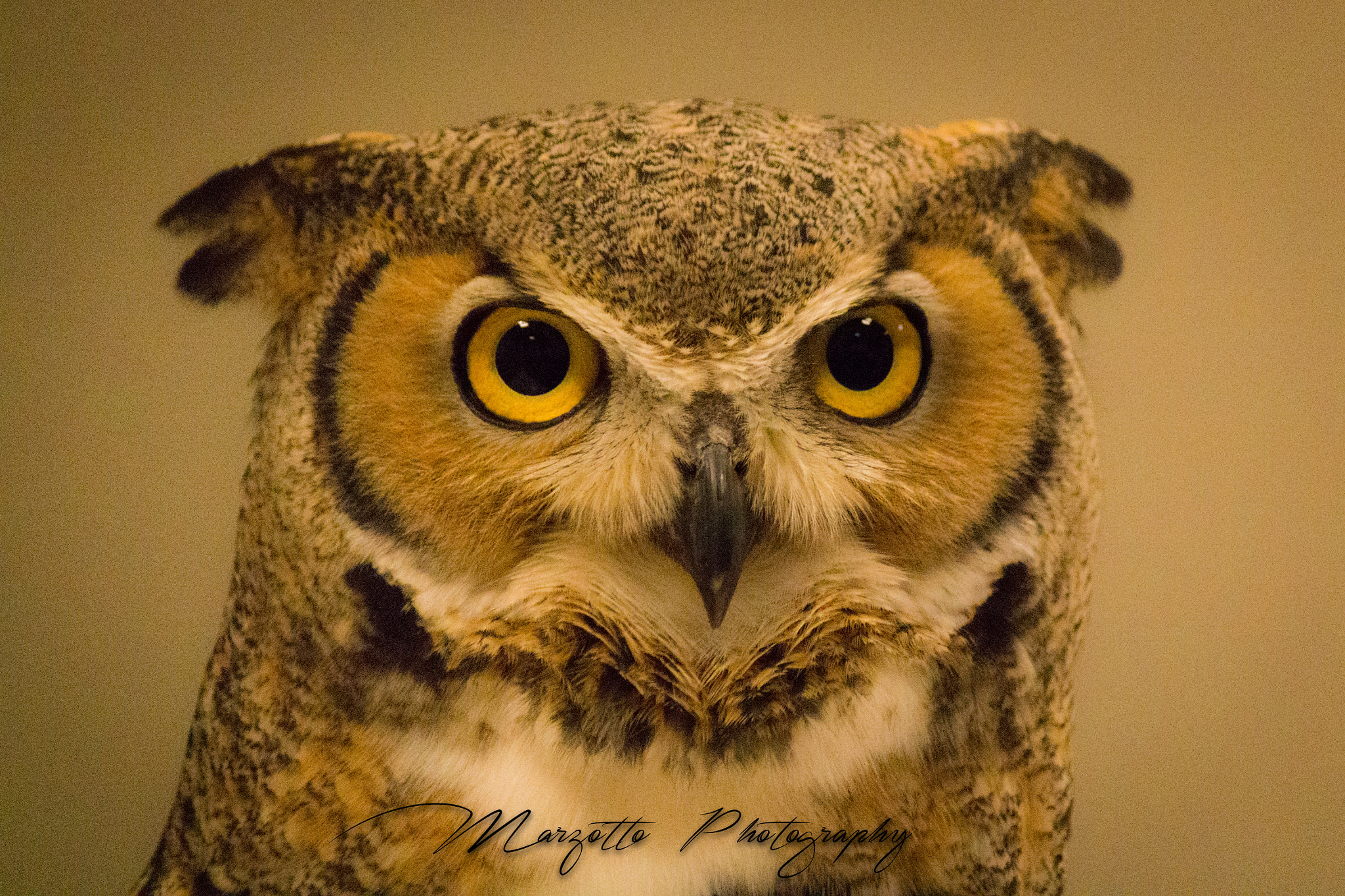 Canon EF-S 55-250mm F4-5.6 IS II sample photo. I was watching you photography