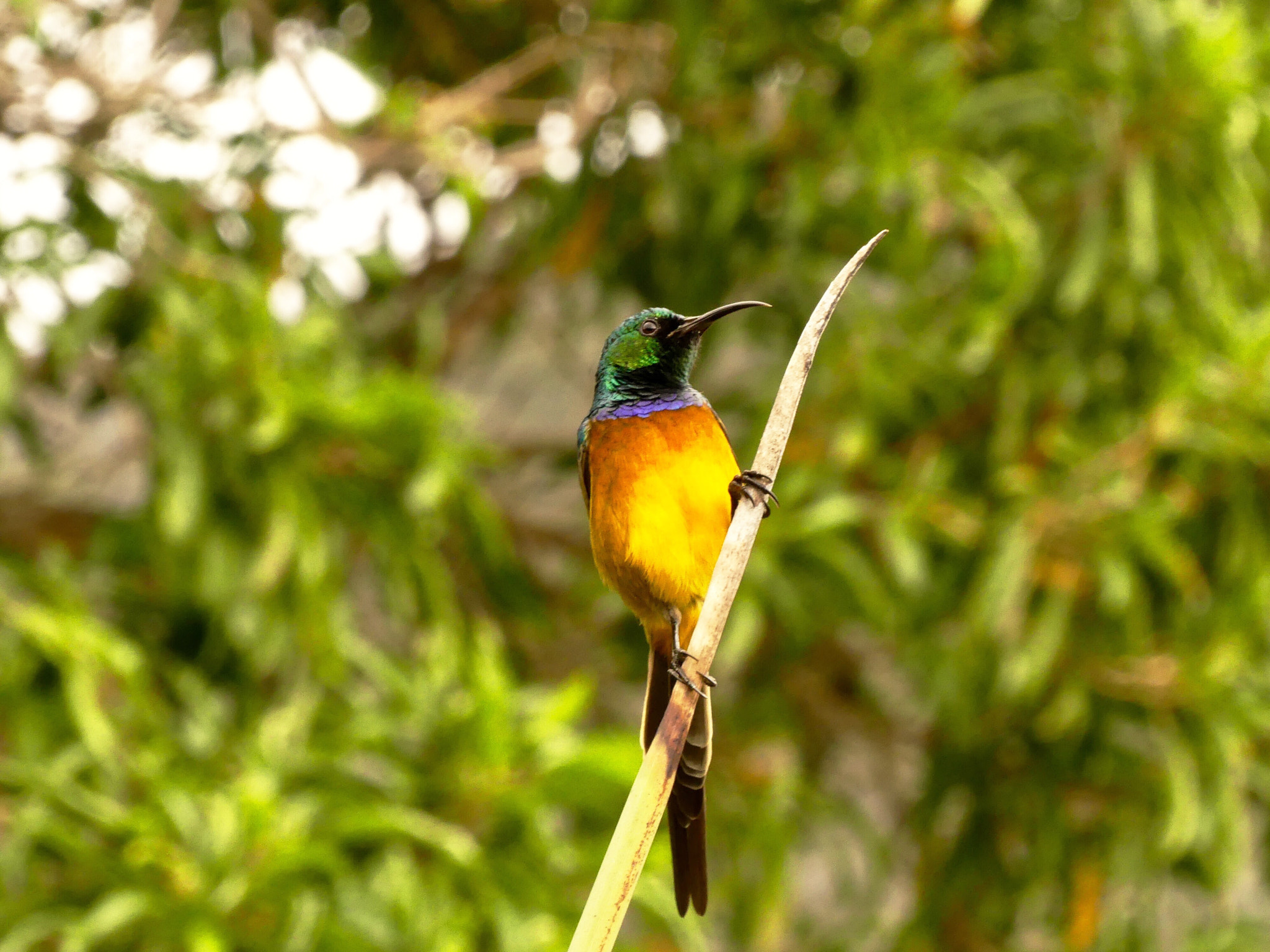 Panasonic DMC-FZ330 sample photo. Sunbird in south africa photography