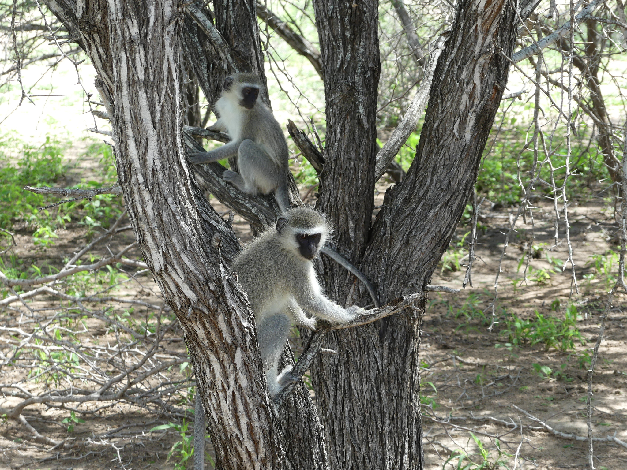 Panasonic DMC-FZ330 sample photo. Monkey business photography