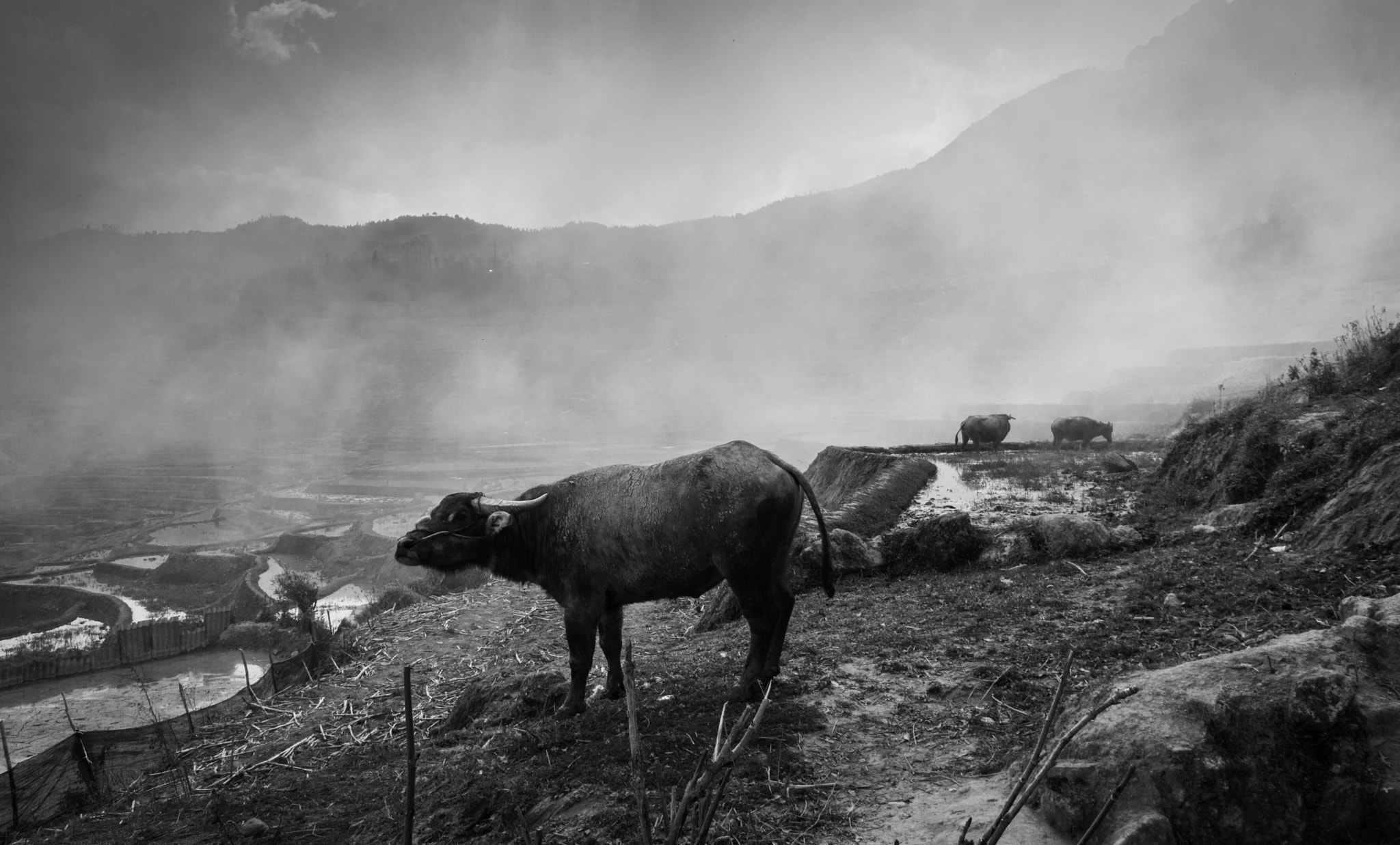 Sony a6300 + Sony E 10-18mm F4 OSS sample photo. Cattles on the terraces photography