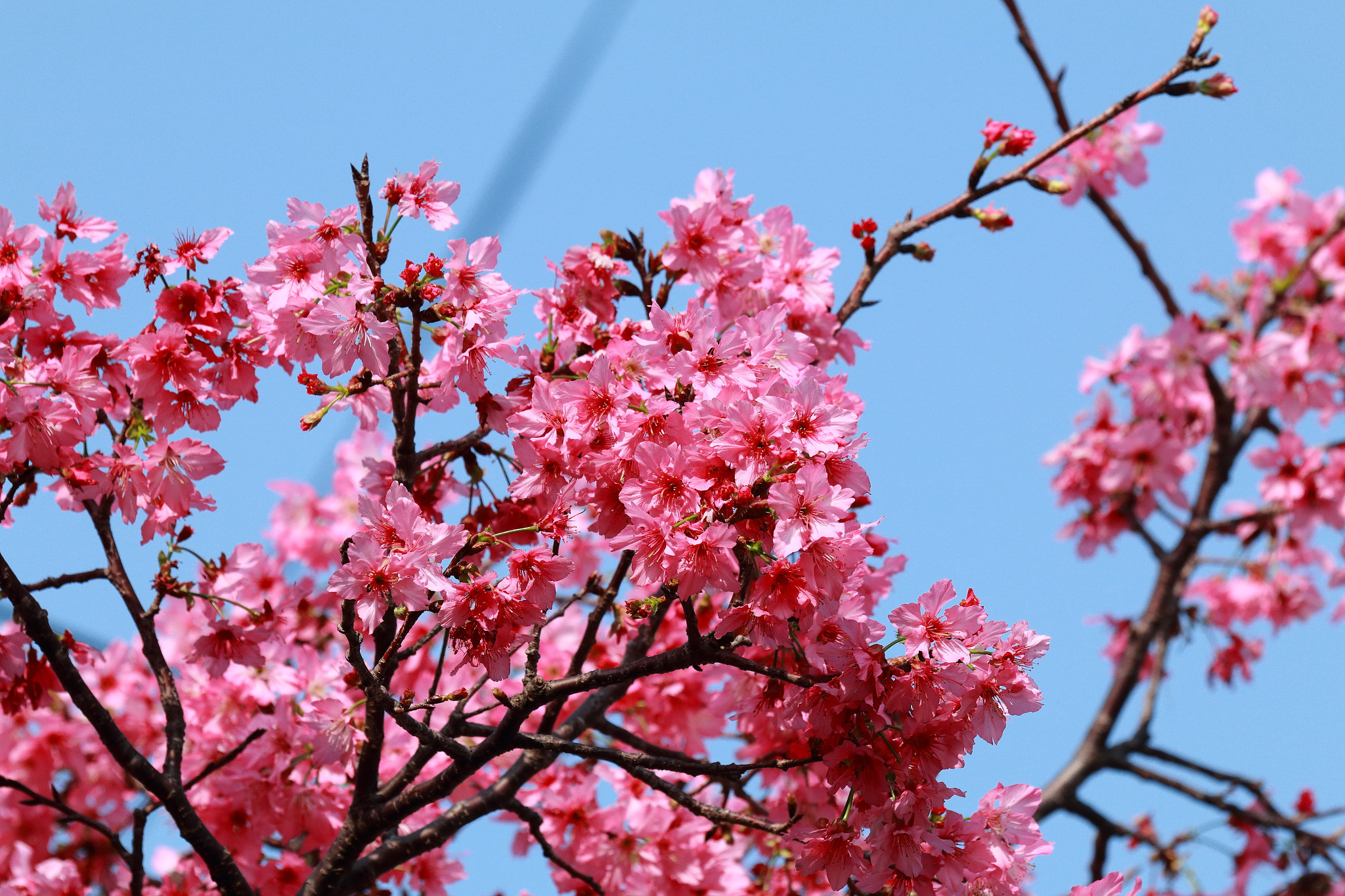 Canon EOS 70D + Canon EF 70-200mm F4L IS USM sample photo. Img_1208m 春暖日和 photography