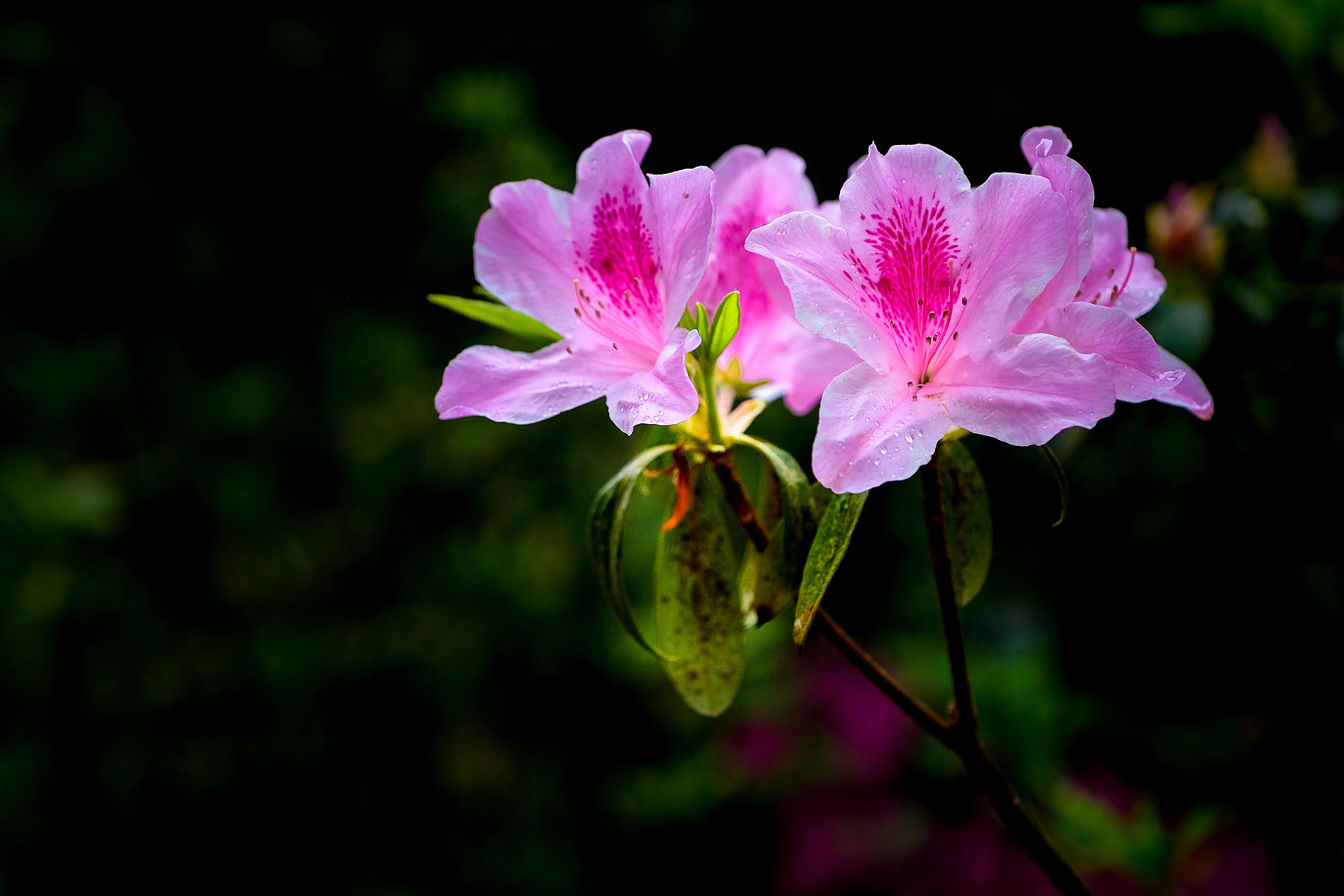 Fujifilm X-Pro2 sample photo. 雨后的花朵 photography