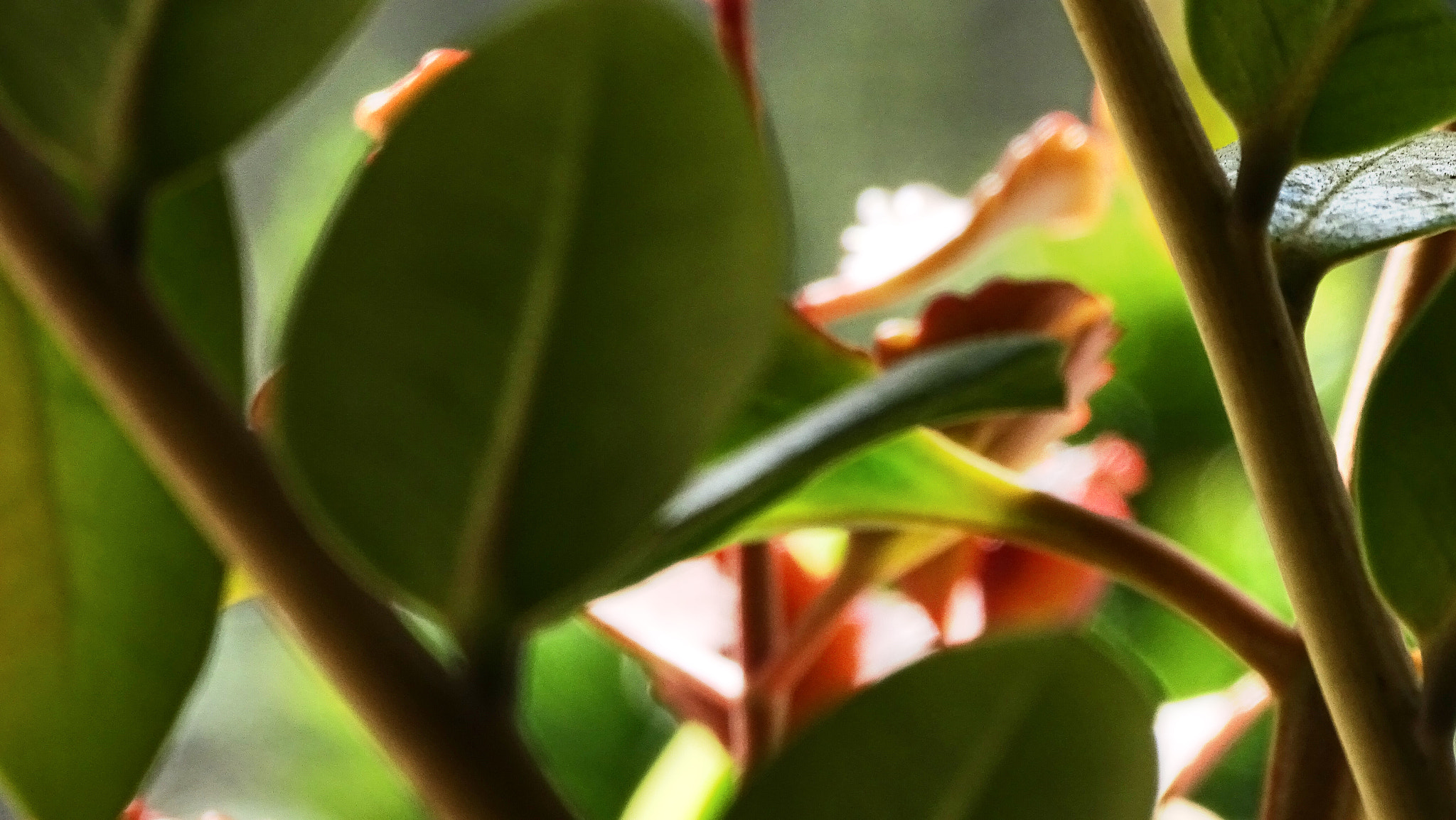 Sony 24-210mm F2.8-6.3 sample photo. Succulent leaves photography