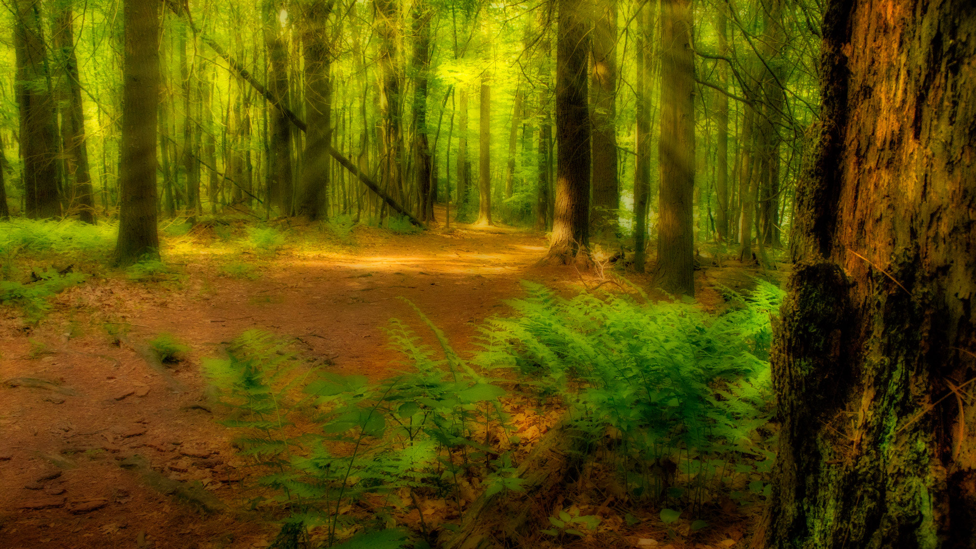 Nikon 1 J5 sample photo. Morning sun in the forest photography