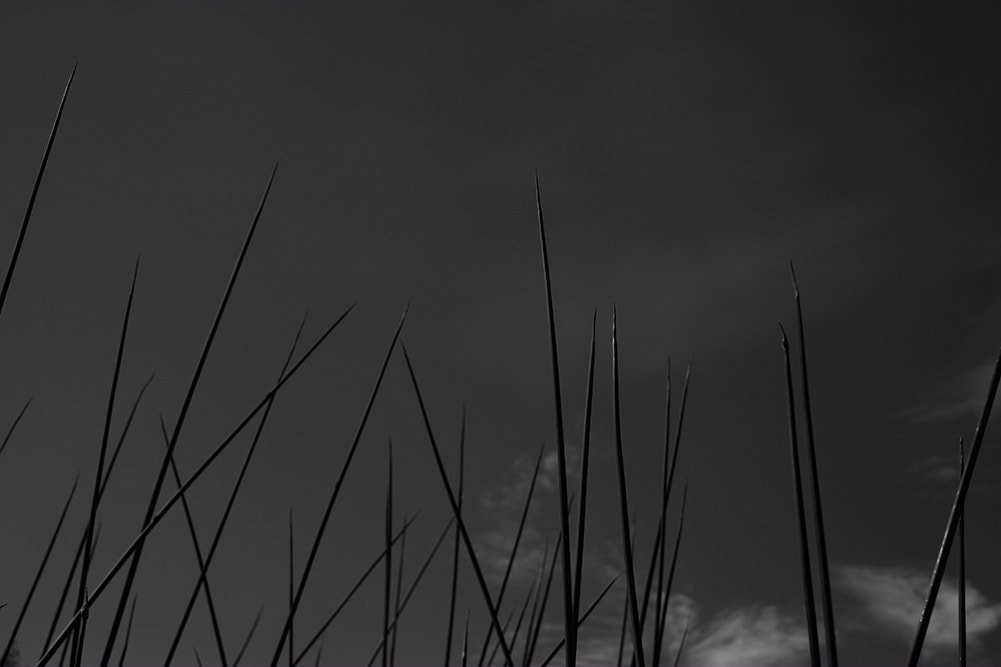 Fujifilm X-E1 + Fujifilm XF 35mm F1.4 R sample photo. Reedsinsky photography