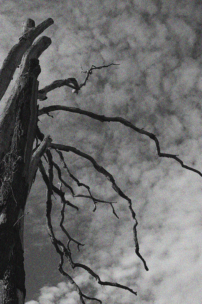 Fujifilm X-E1 + Fujifilm XF 35mm F1.4 R sample photo. Barebranches photography