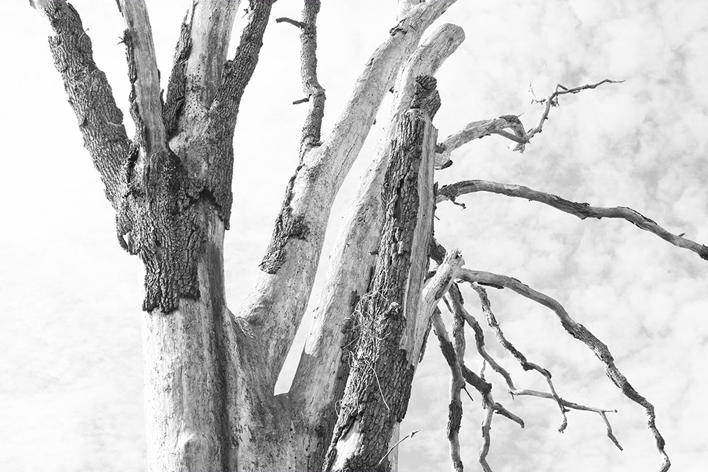 Fujifilm X-E1 + Fujifilm XF 35mm F1.4 R sample photo. Horizontalbranches photography