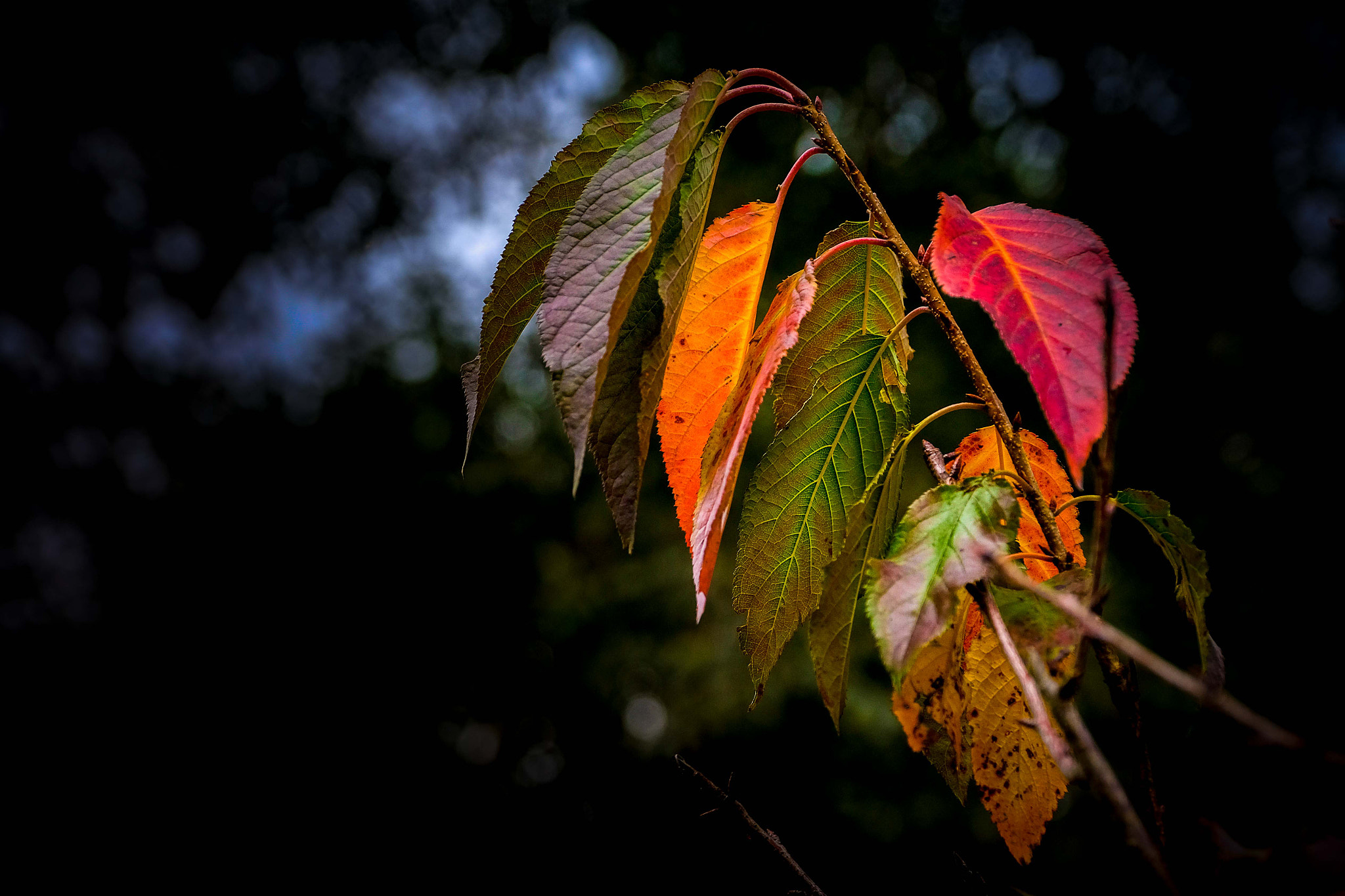 Fujifilm X-Pro2 + Fujifilm XF 16-55mm F2.8 R LM WR sample photo. 枯枝再春 photography