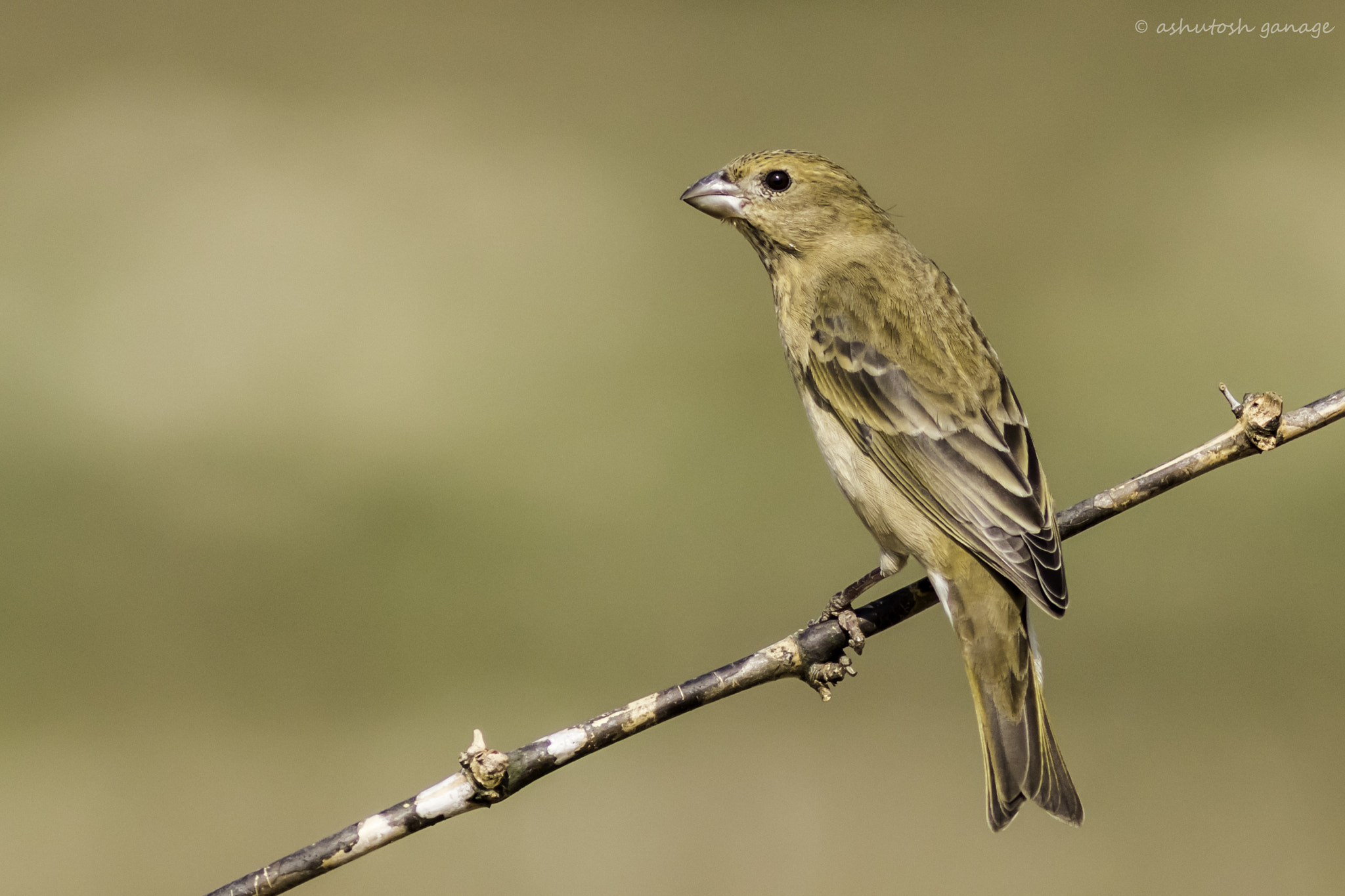 Canon EF 300mm F4L IS USM sample photo. Rosefinch photography