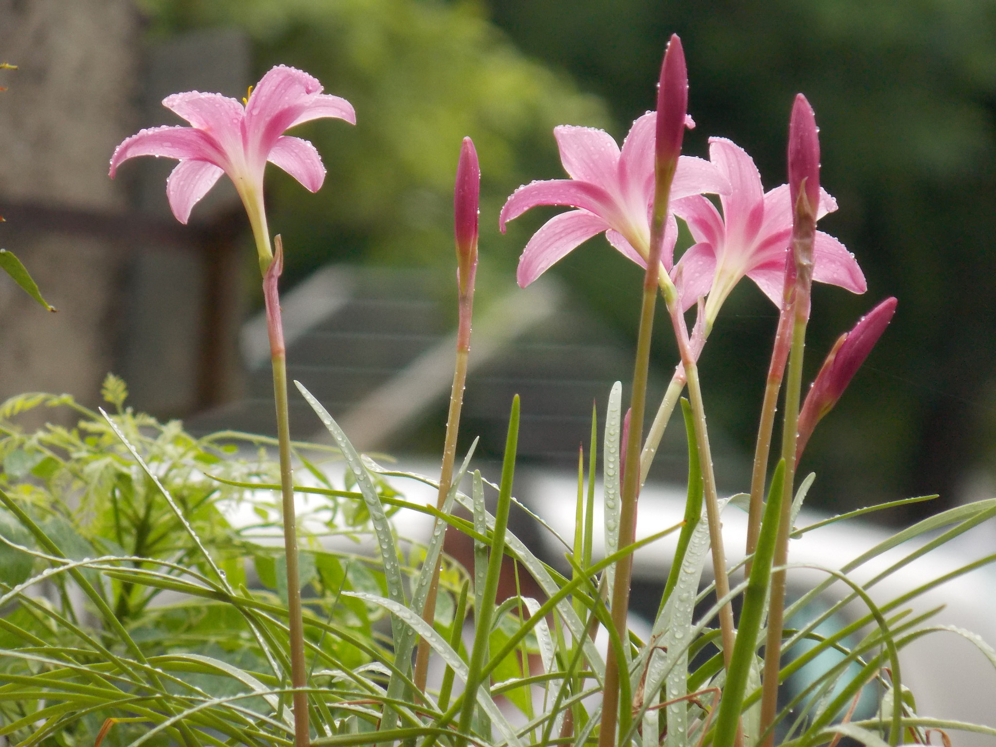 Nikon COOLPIX L320 sample photo. Pinkish blush photography