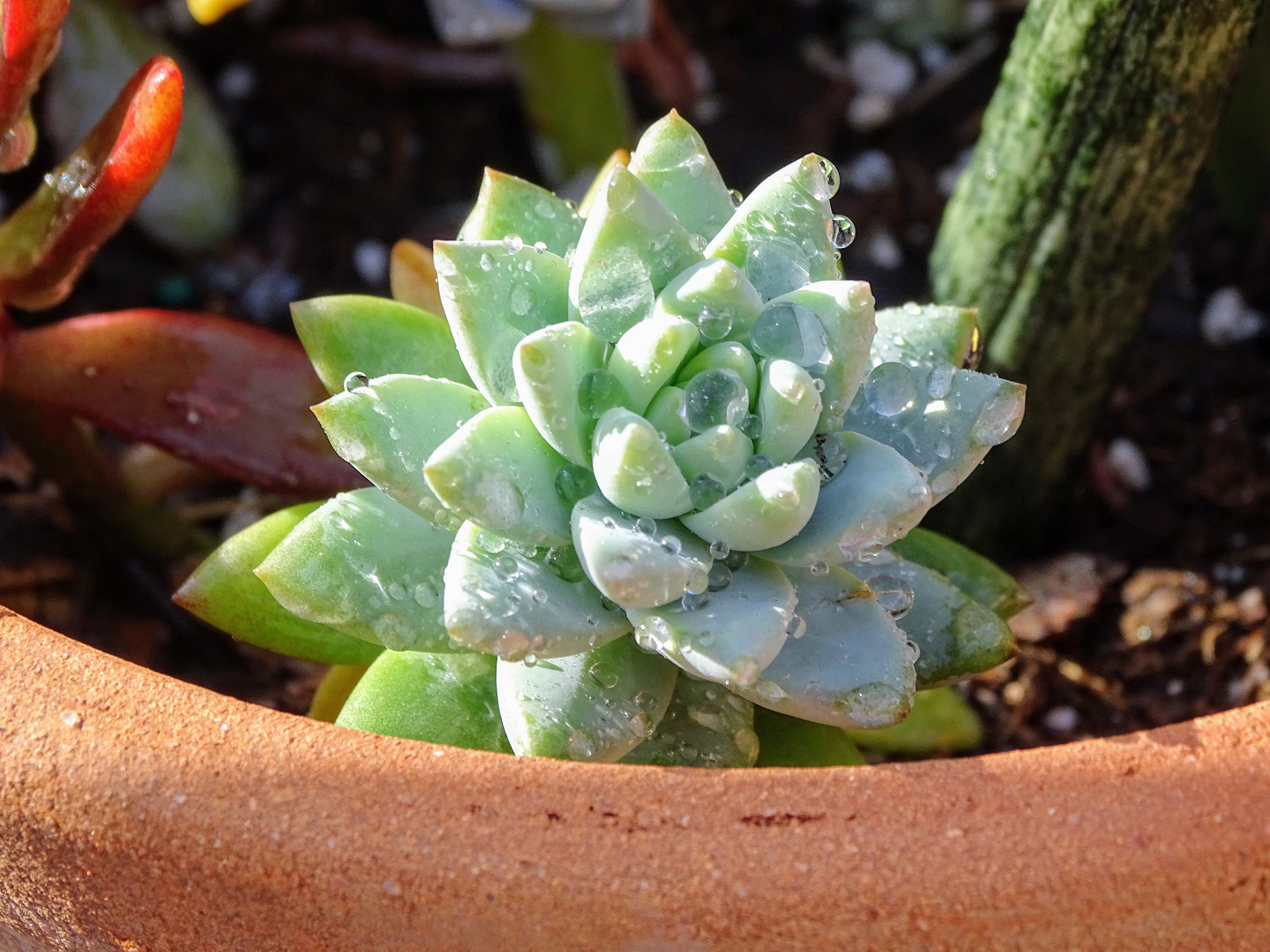 Sony Cyber-shot DSC-HX400V sample photo. Succulent plant photography