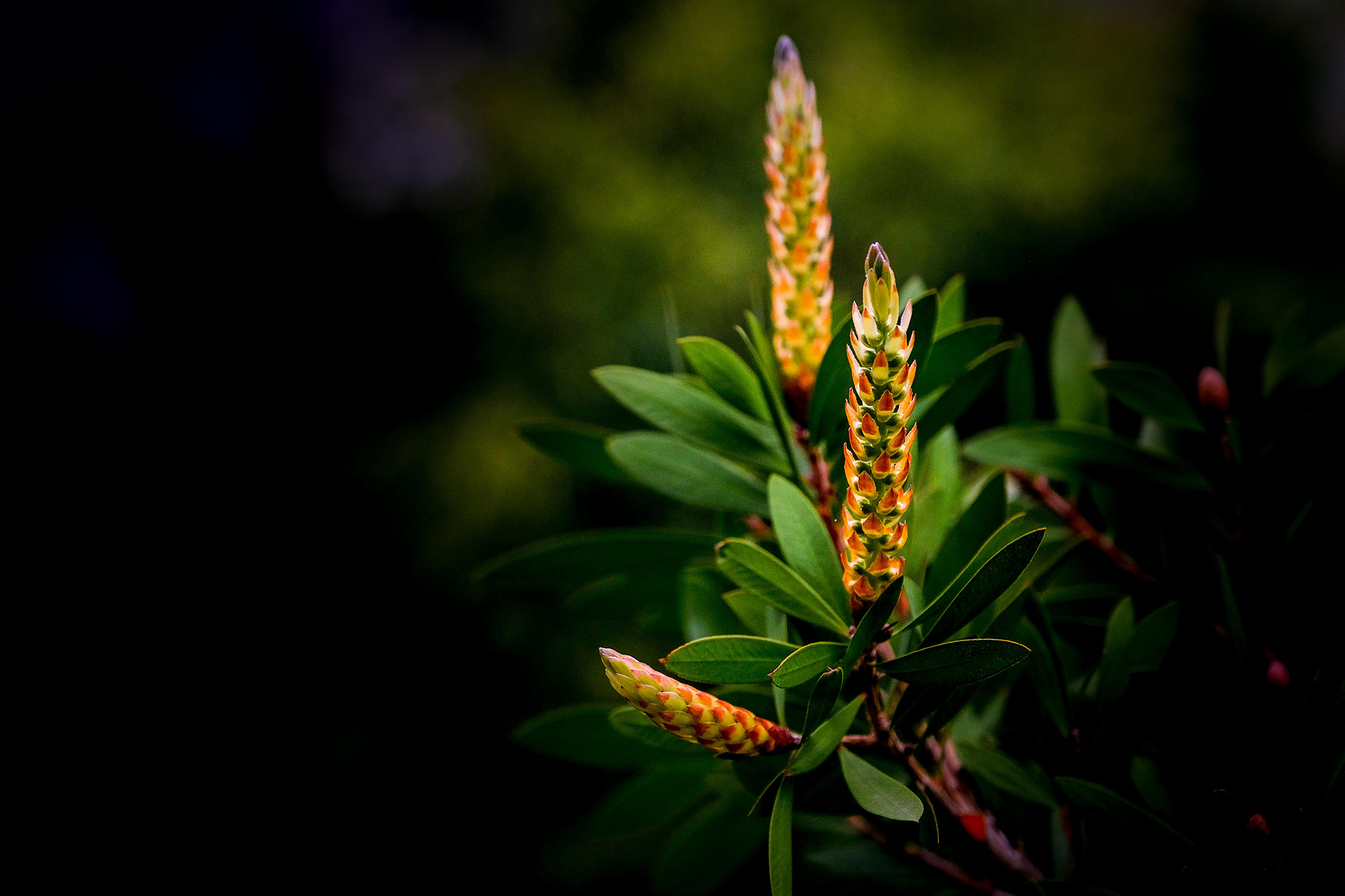 Fujifilm X-Pro2 + Fujifilm XF 16-55mm F2.8 R LM WR sample photo. 郁郁葱葱 photography