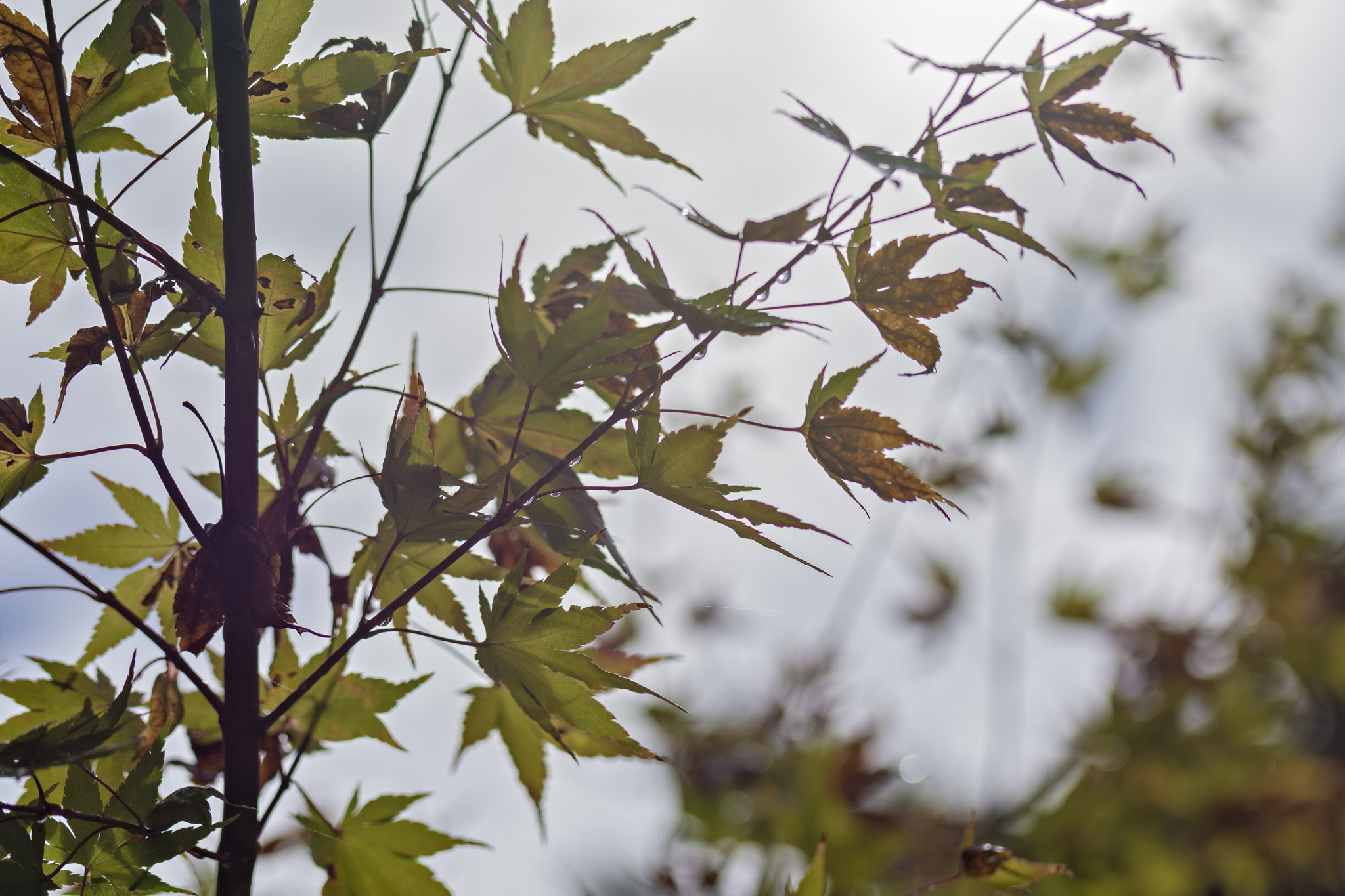 Nikon D7200 sample photo. Sky leaves photography