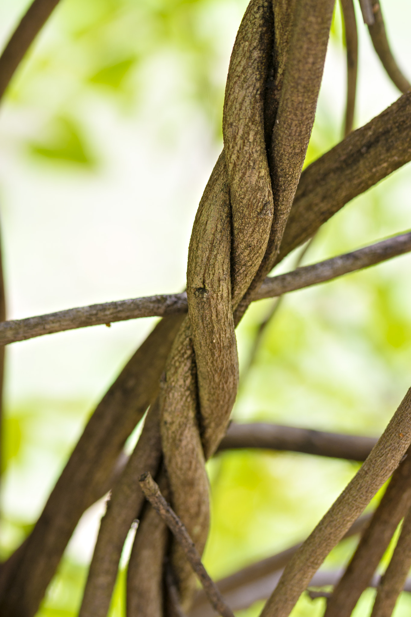 Nikon D7200 sample photo. Twisted photography
