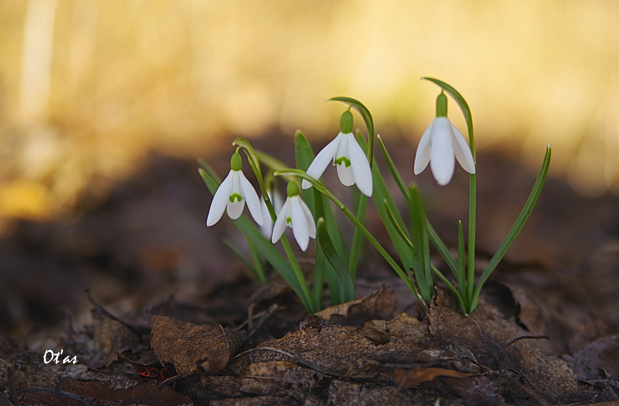 Pentax K-1 sample photo. Snowdrop viii photography