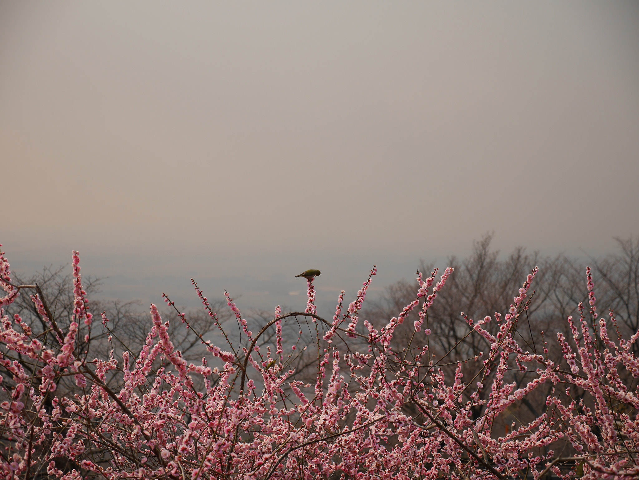 Panasonic Lumix DMC-GX7 sample photo. Smell of the plum tree photography