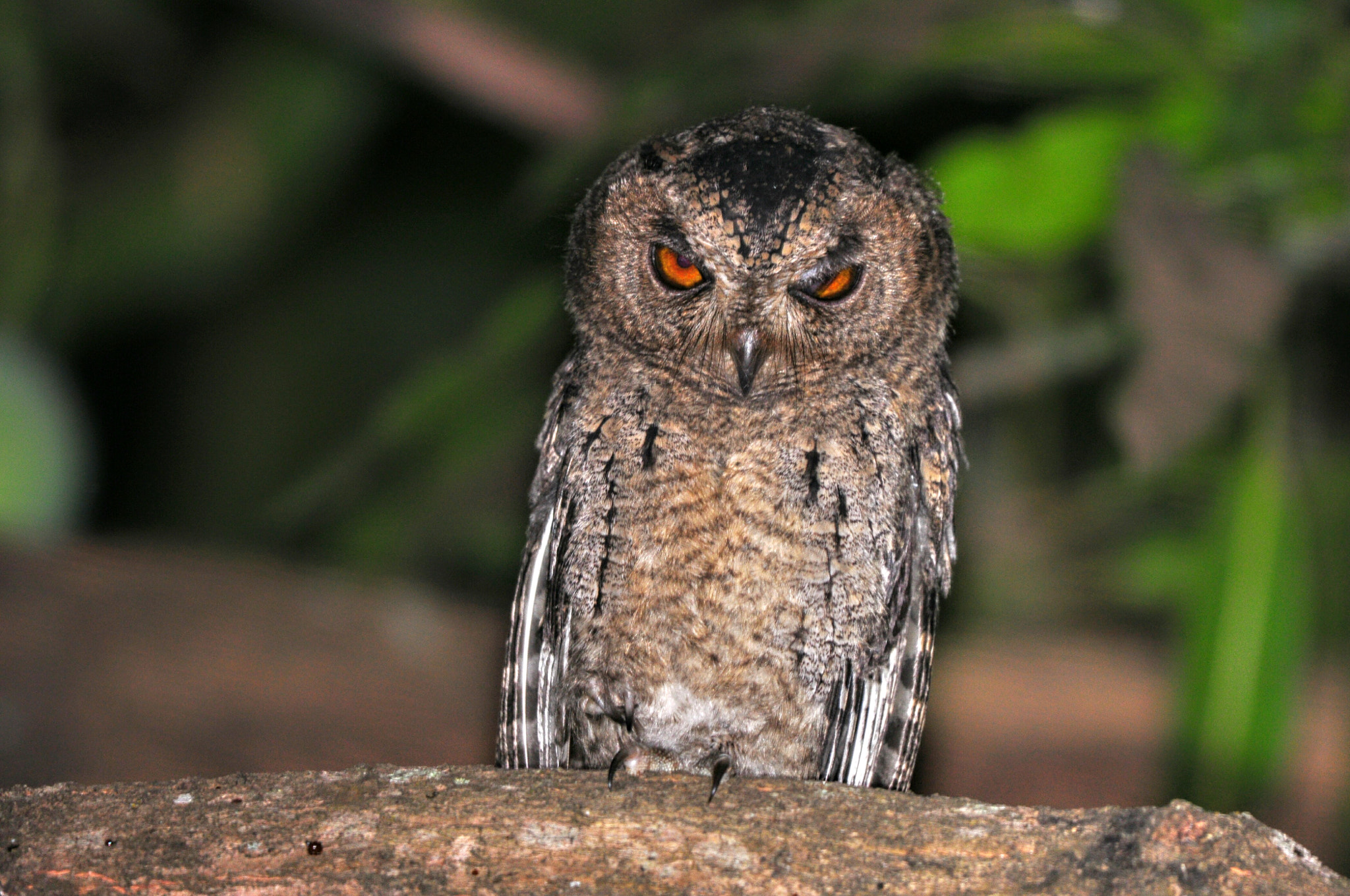 Nikon AF-S Nikkor 200-500mm F5.6E ED VR sample photo. Spotted owlets  photography