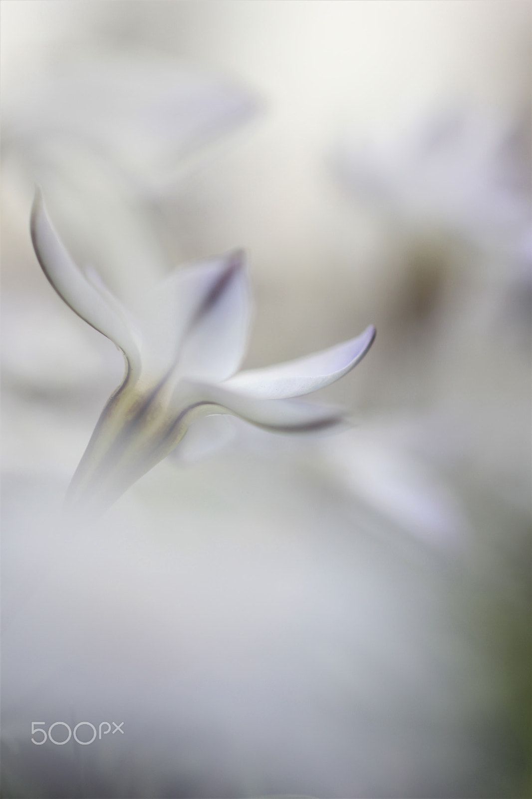 Sigma 50mm F1.4 EX DG HSM sample photo. Out of the mist photography