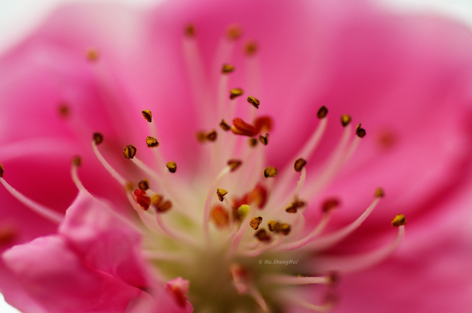 Pentax K-5 sample photo. Flower photography