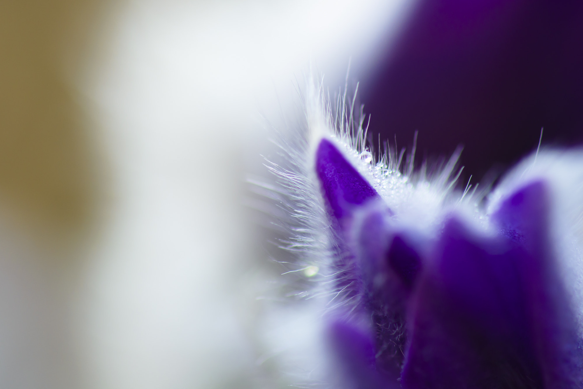 Nikon AF-S Micro-Nikkor 105mm F2.8G IF-ED VR sample photo. Redux photography