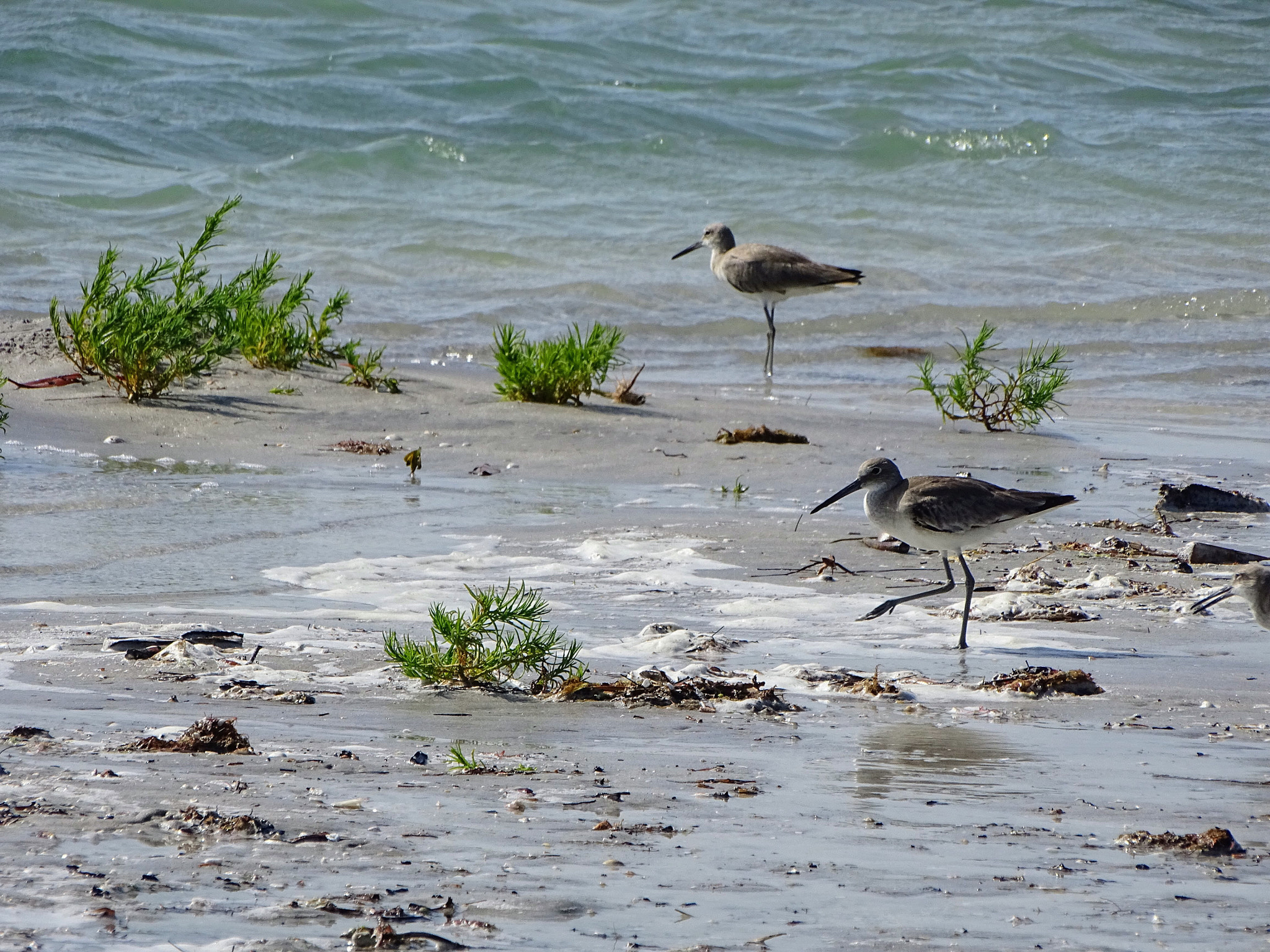 Sony Cyber-shot DSC-HX400V sample photo. Birds on the beach photography