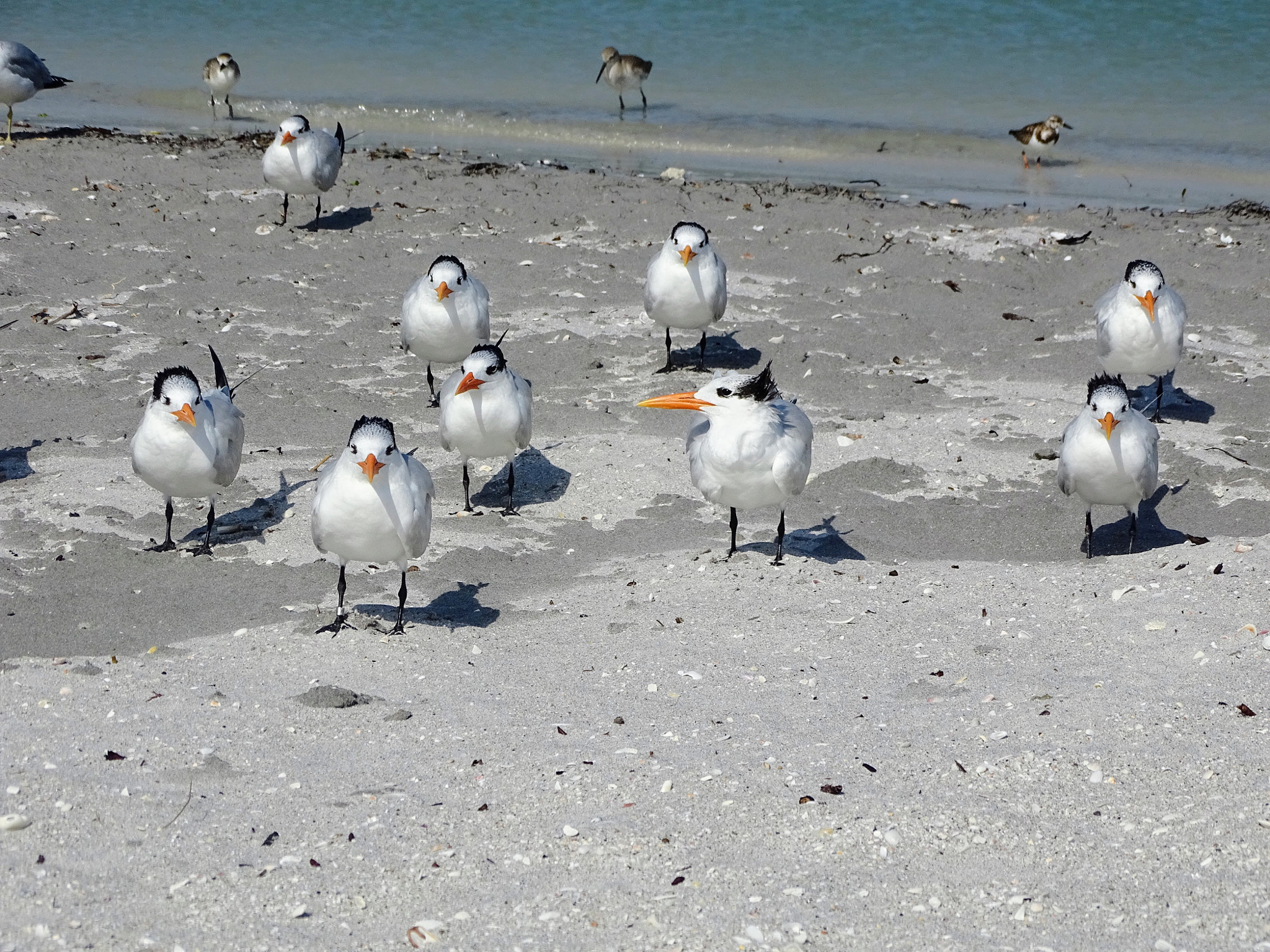 Sony 24-210mm F2.8-6.3 sample photo. Birds on the beach photography