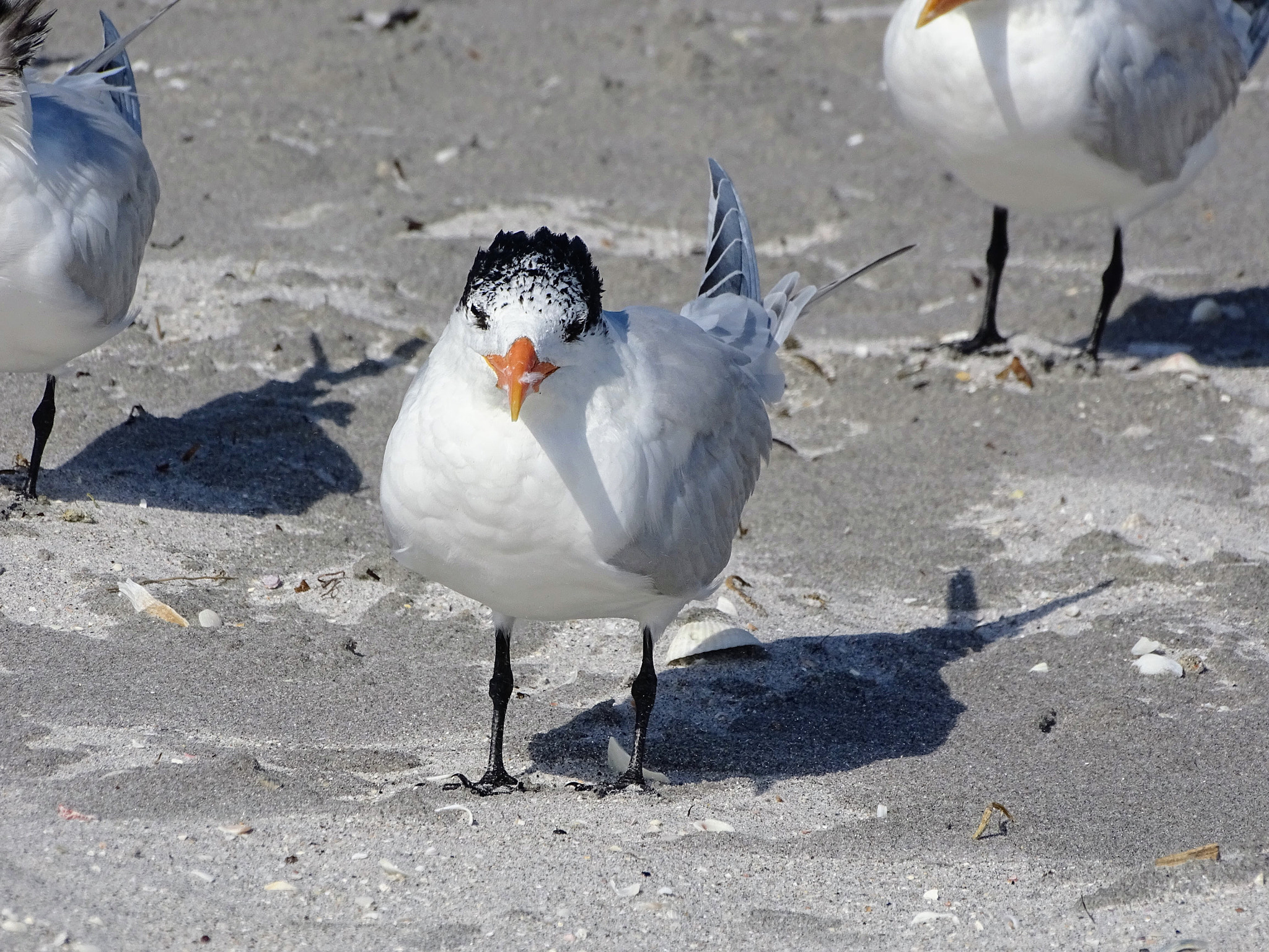 Sony 24-210mm F2.8-6.3 sample photo. Bird on the beach photography