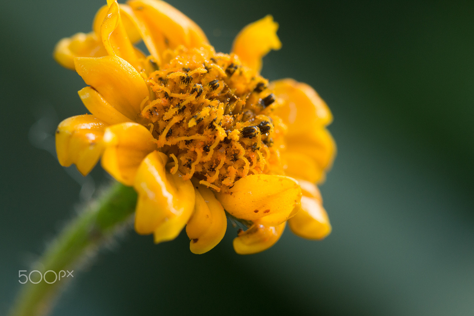 Canon EOS 70D + Canon EF 100mm F2.8 Macro USM sample photo. Yellow flower in macro photography