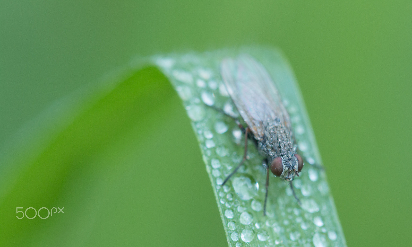 Canon EF 100mm F2.8 Macro USM sample photo. Life in macro resolution photography