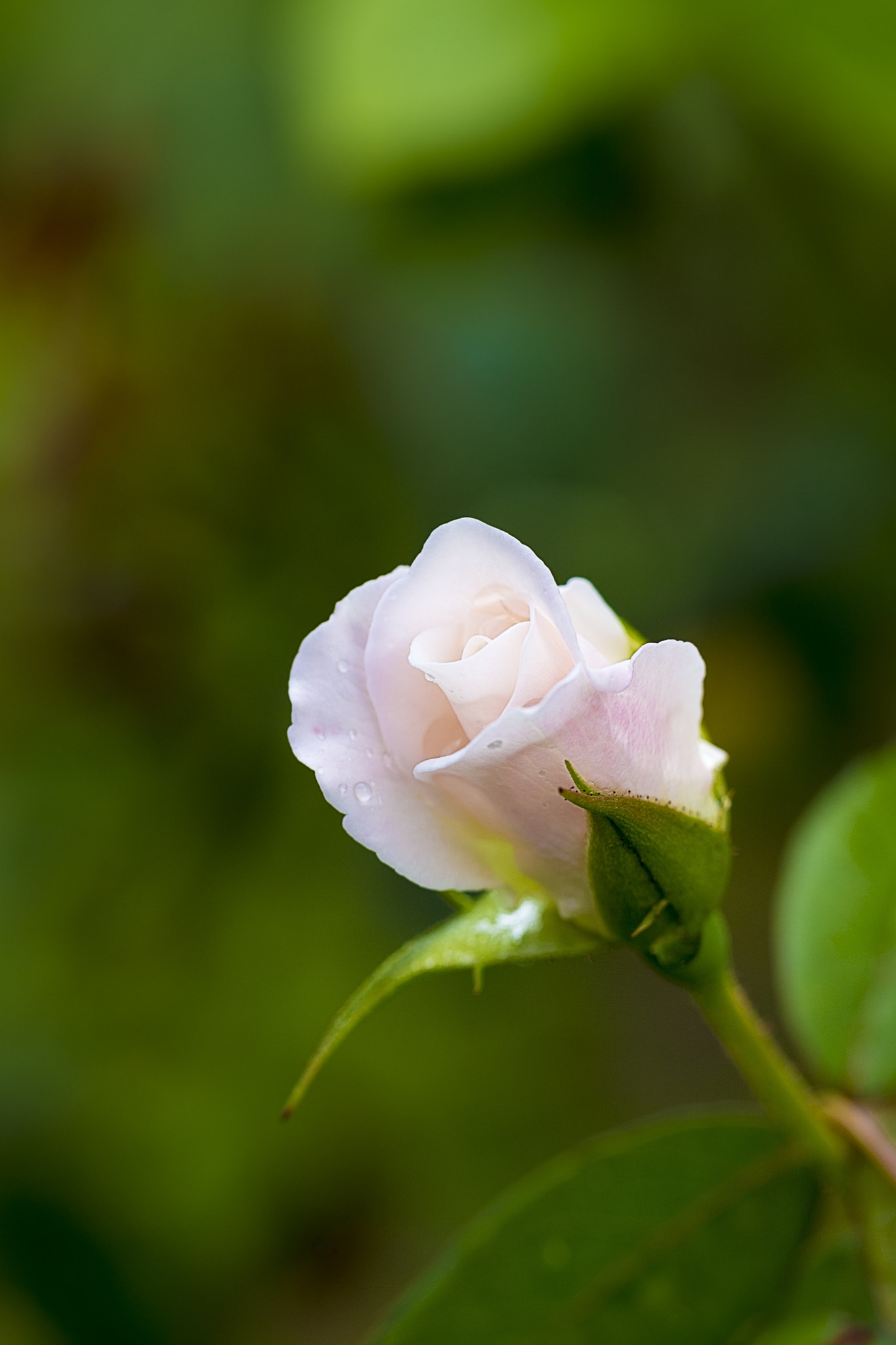 Nikon D7200 sample photo. White beauty photography