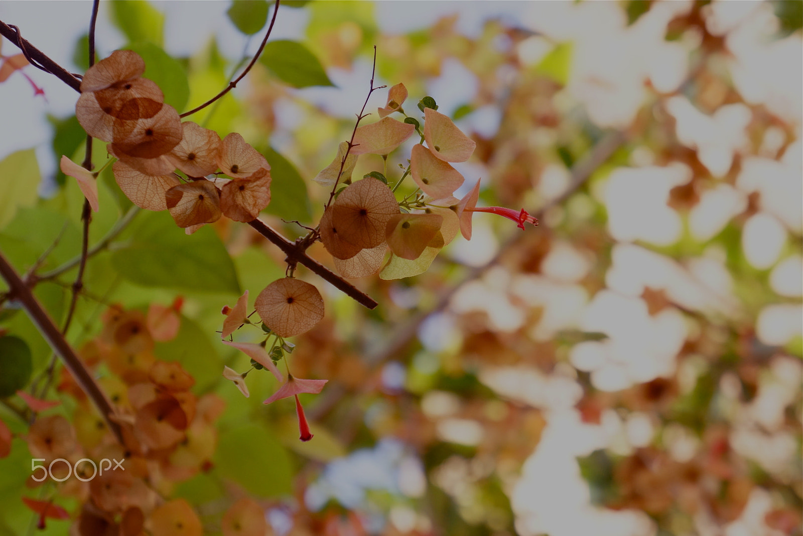 Sony Alpha NEX-7 sample photo. Garden photography