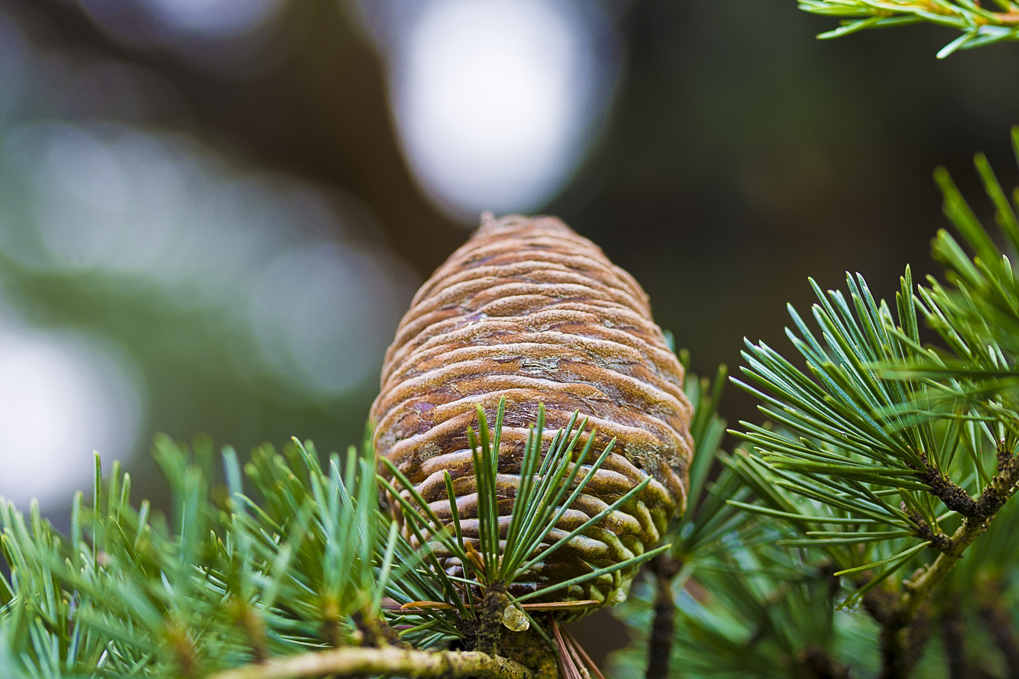Nikon D7200 sample photo. King of the pines photography