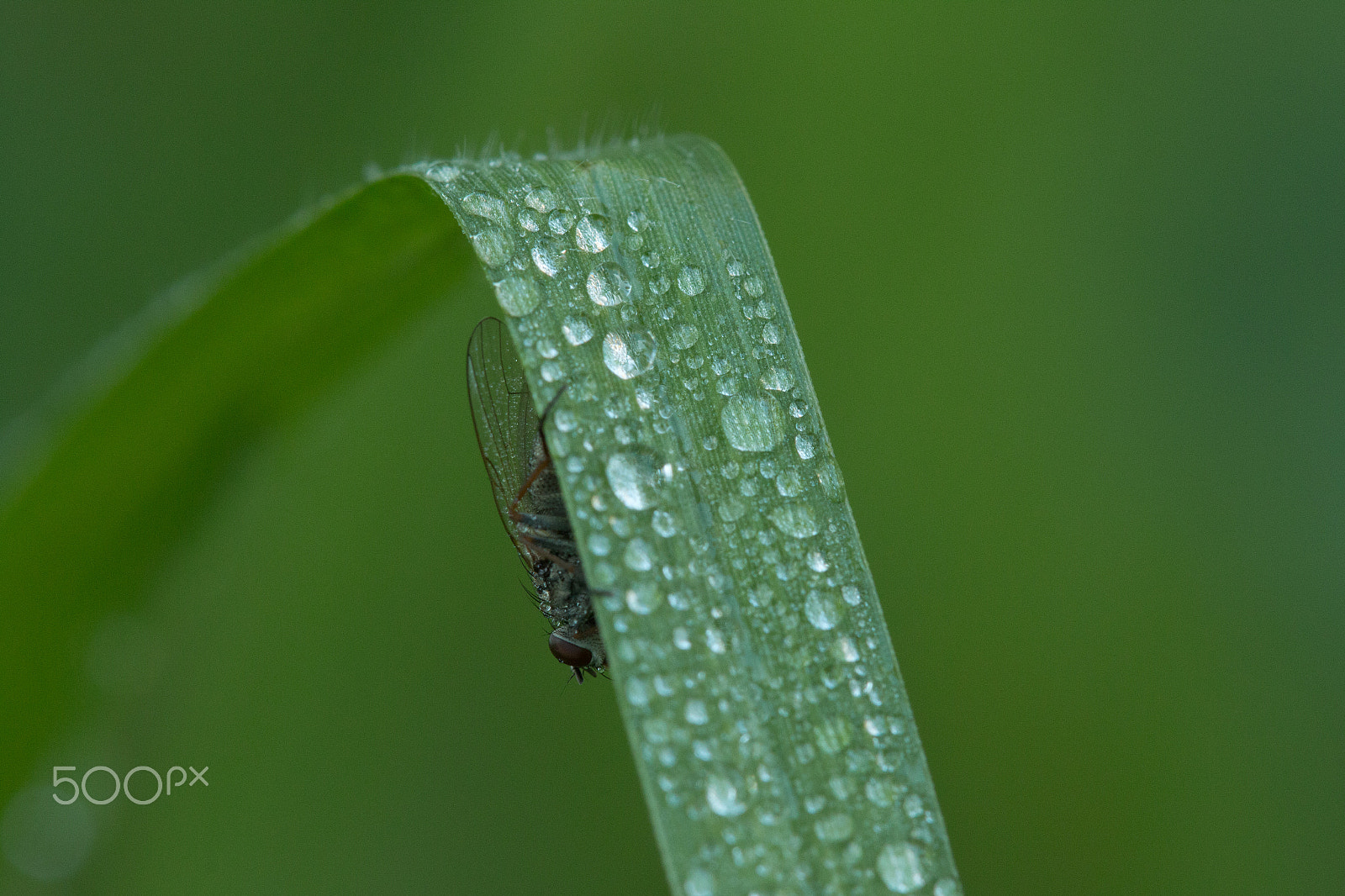 Canon EF 100mm F2.8 Macro USM sample photo. Life in macro resolution photography