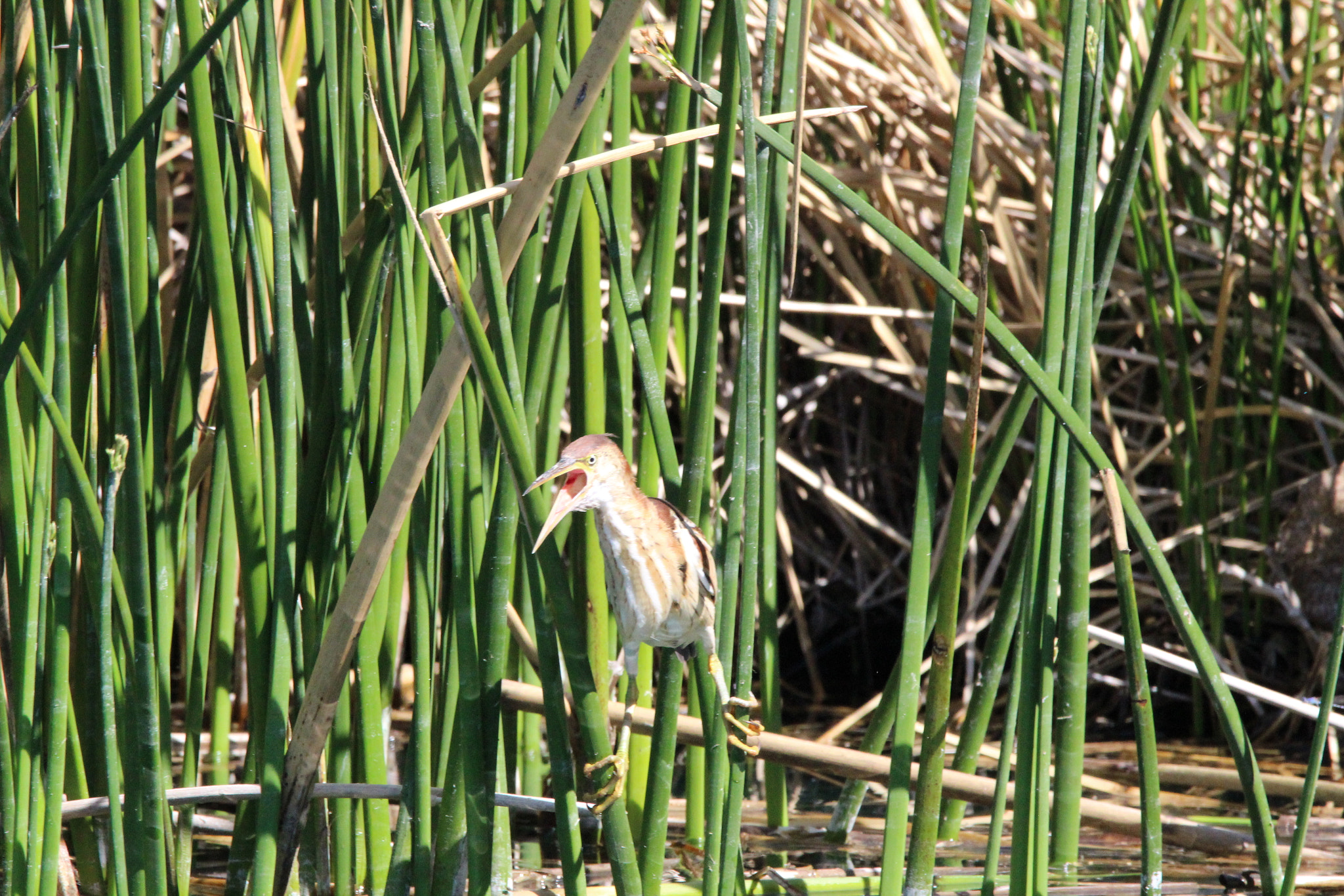 Sigma 150-600mm F5-6.3 DG OS HSM | C sample photo. American bittern photography