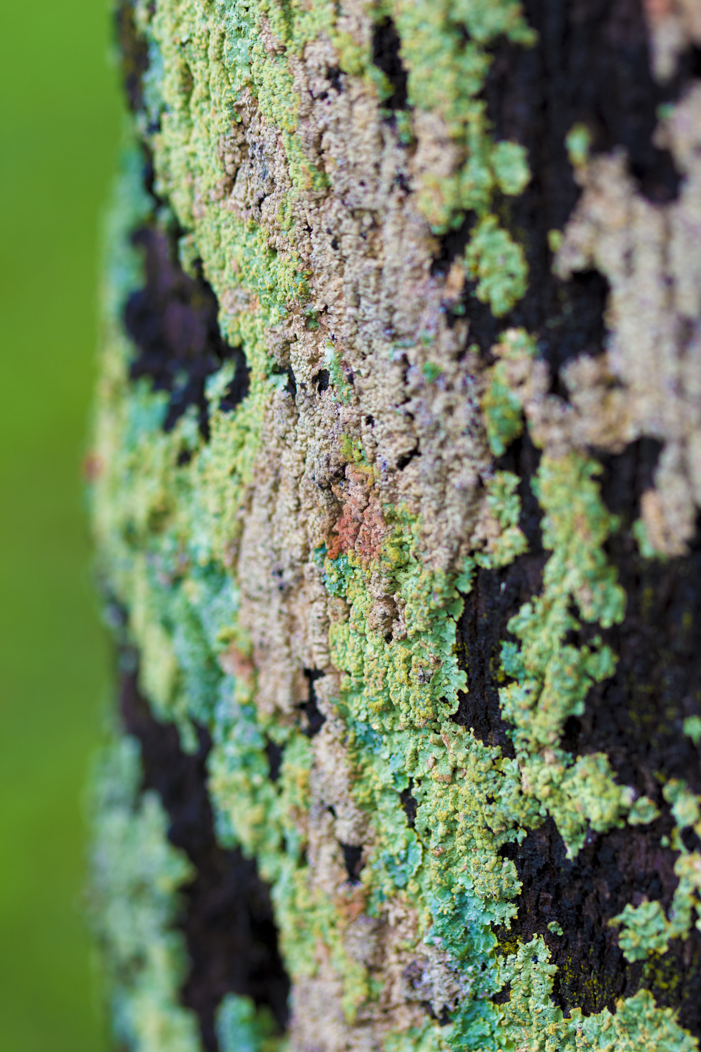 Nikon D7200 sample photo. Tree abstract photography