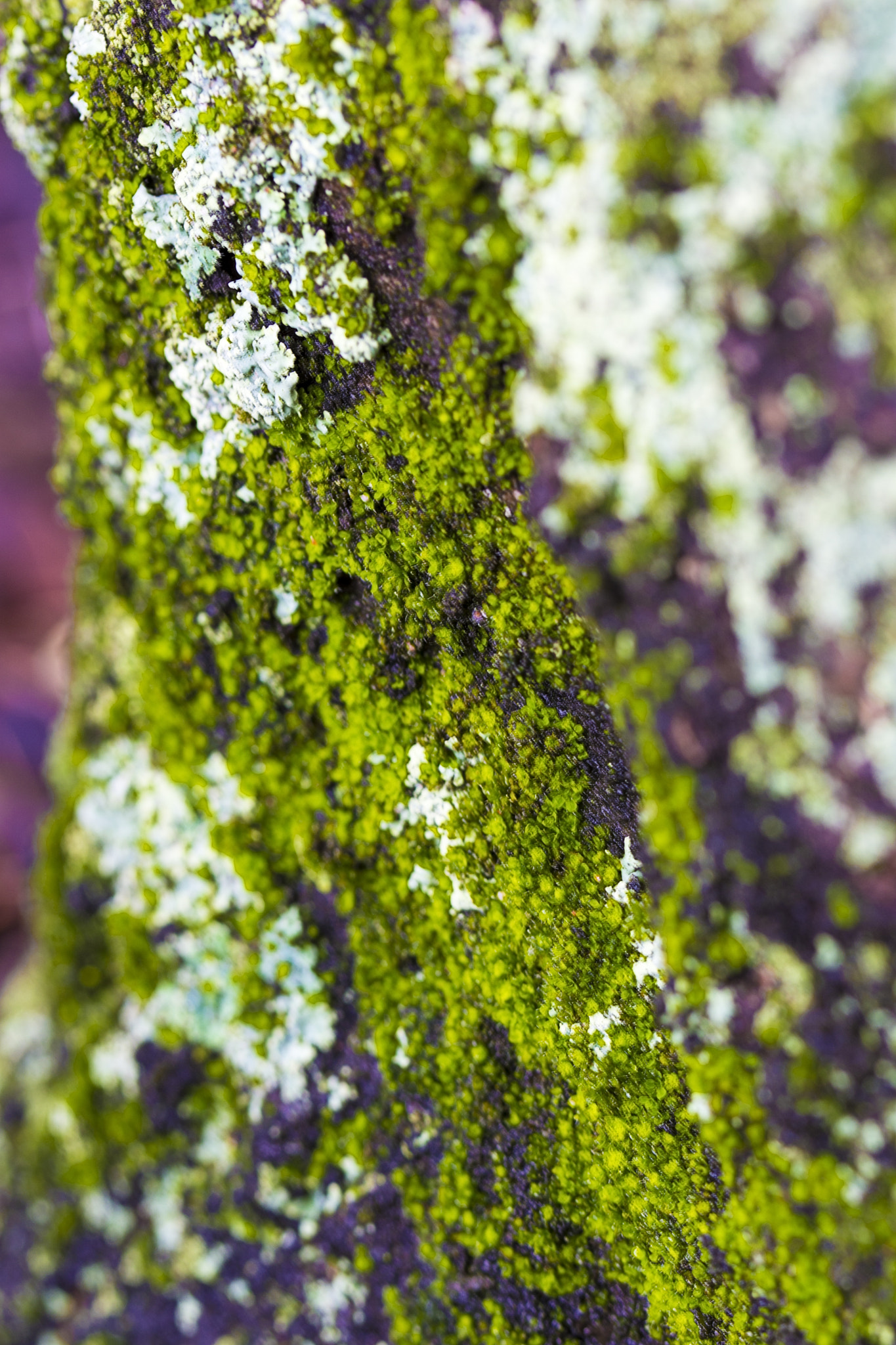 Nikon D7200 sample photo. Green tree photography
